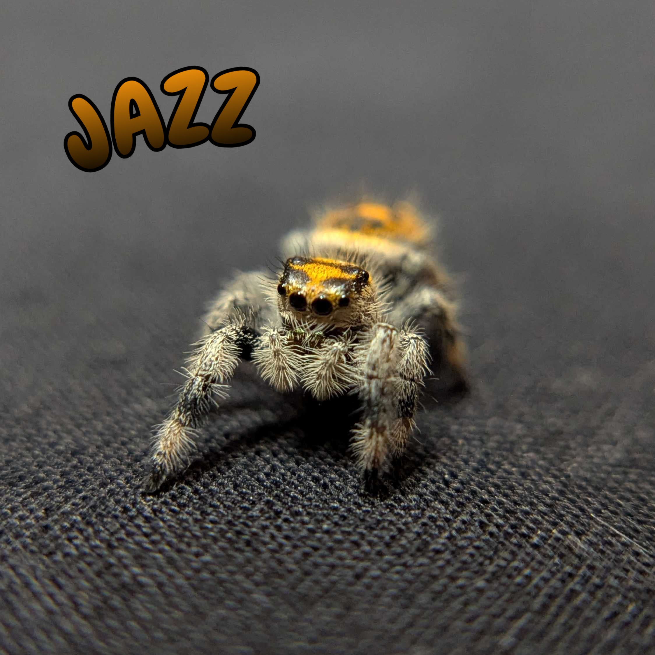 Regal Jumping Spider "Jazz"