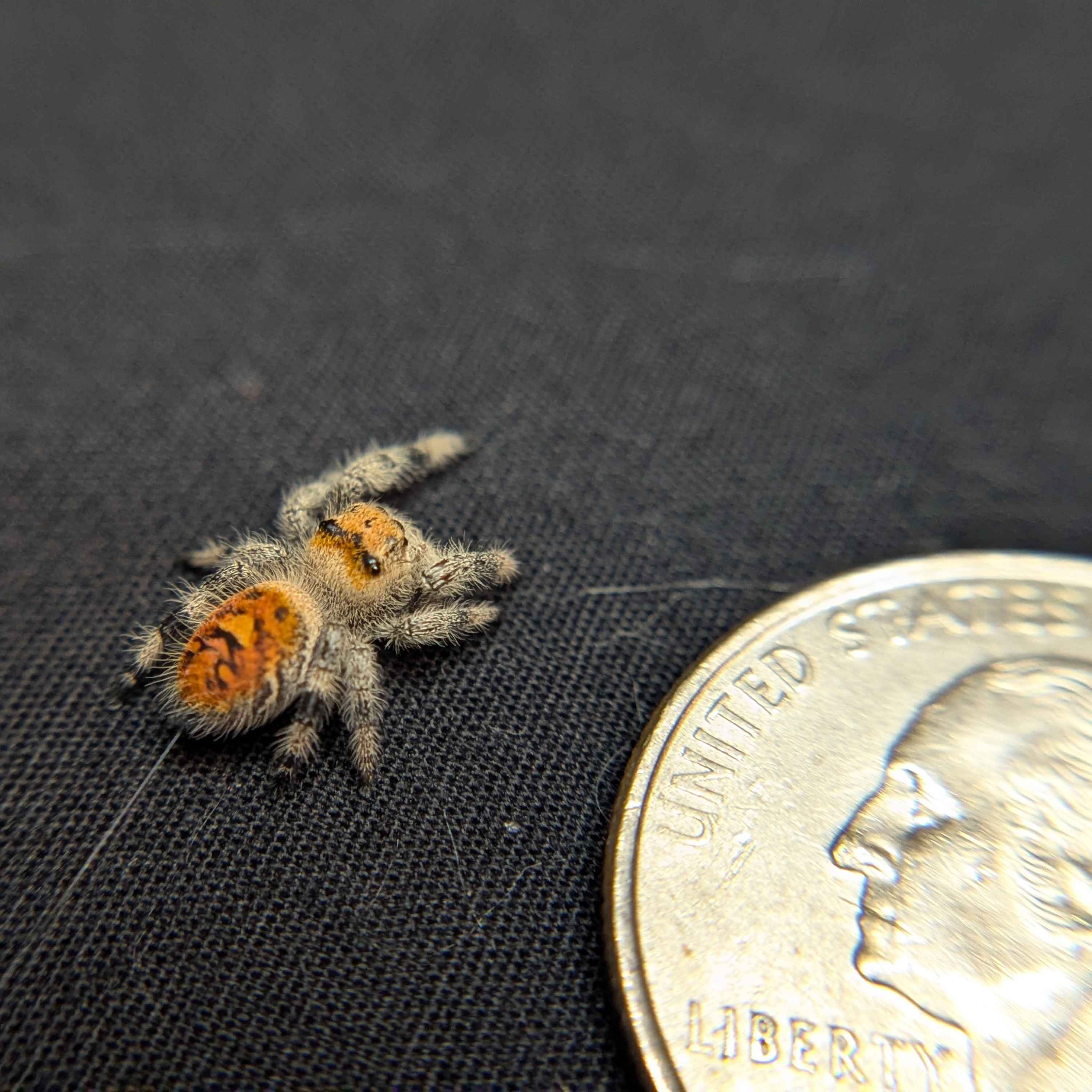 Regal Jumping Spider “Pineapple Express”
