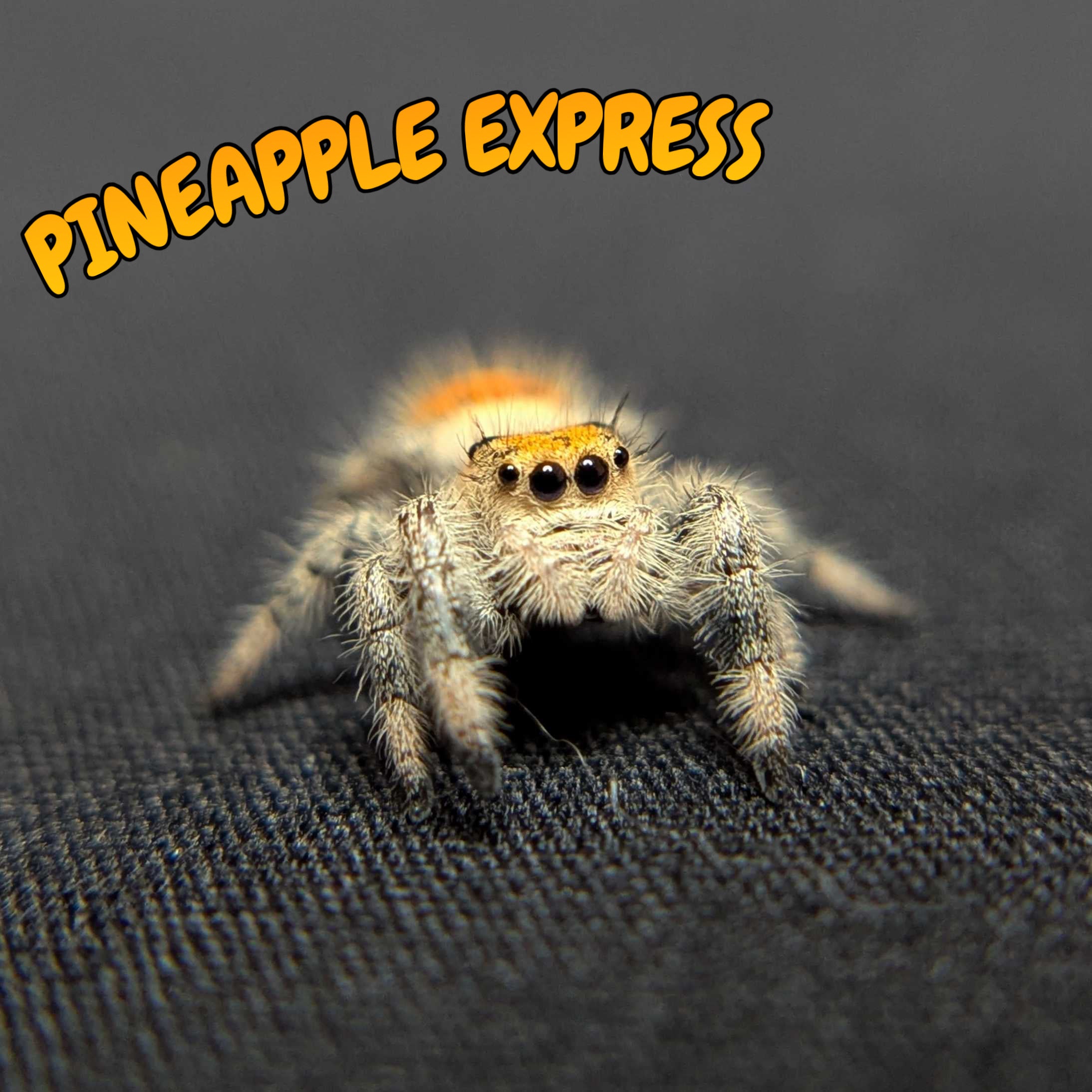 Regal Jumping Spider “Pineapple Express”