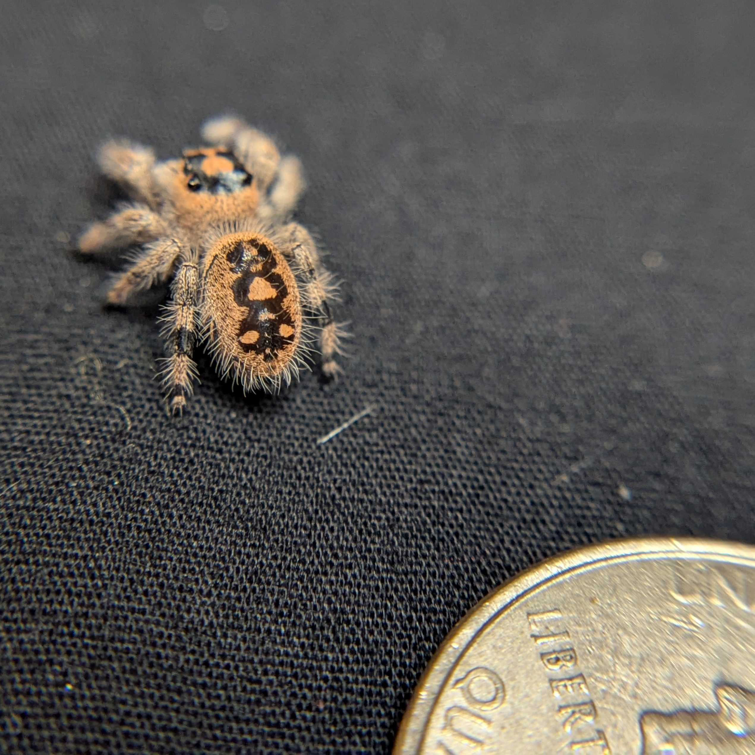 Regal Jumping Spider "Pomegranate"