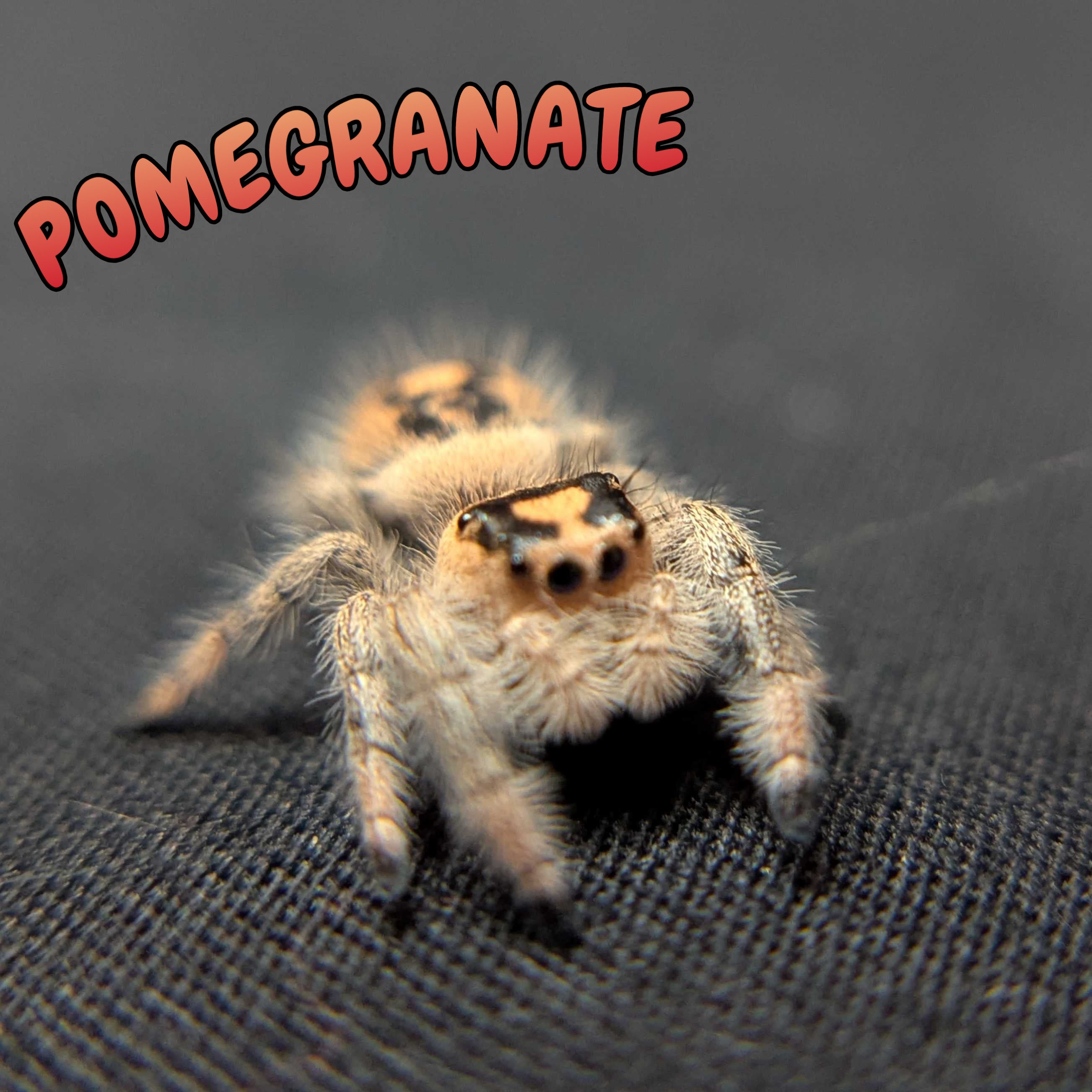 Regal Jumping Spider "Pomegranate"