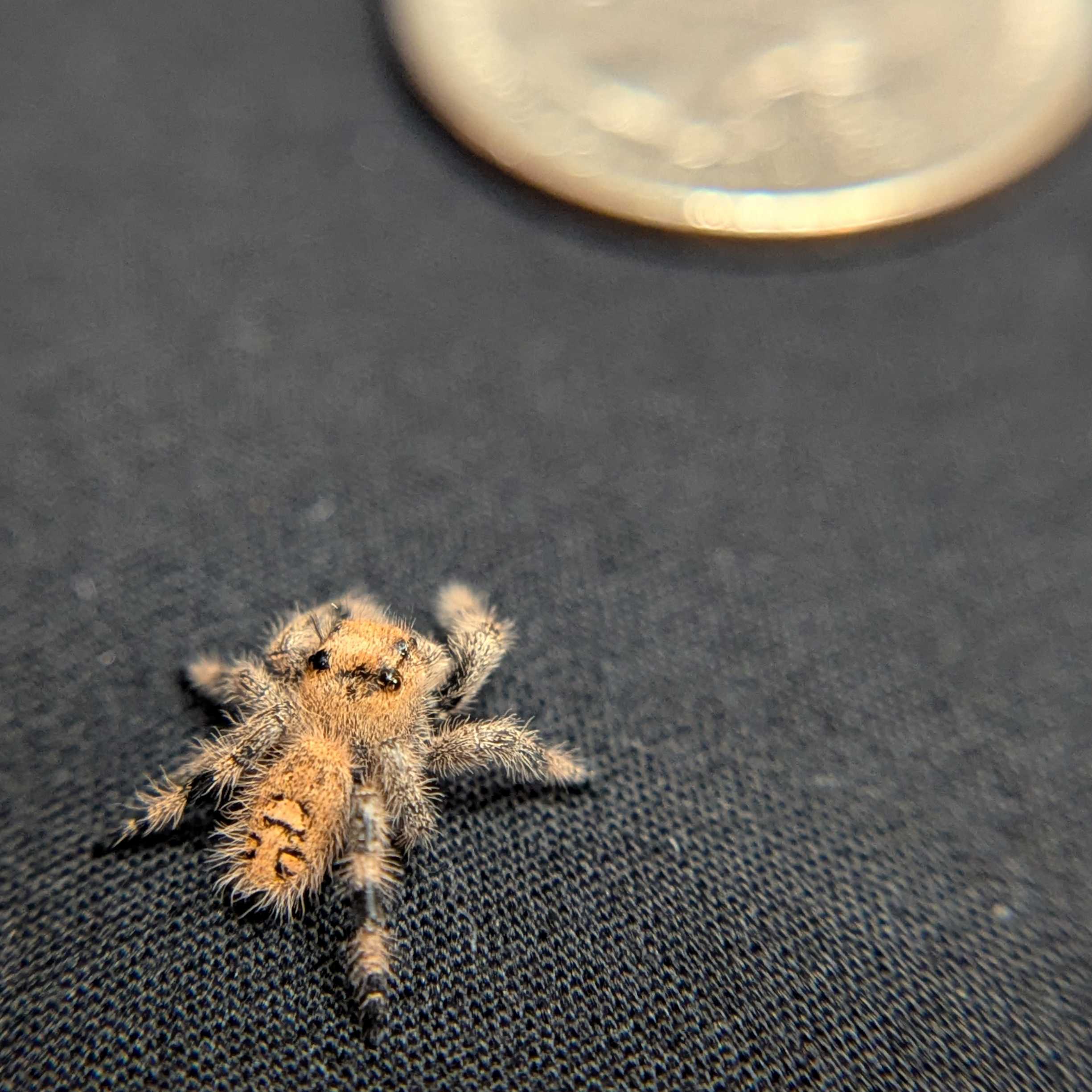 Regal Jumping Spider “Prancer”