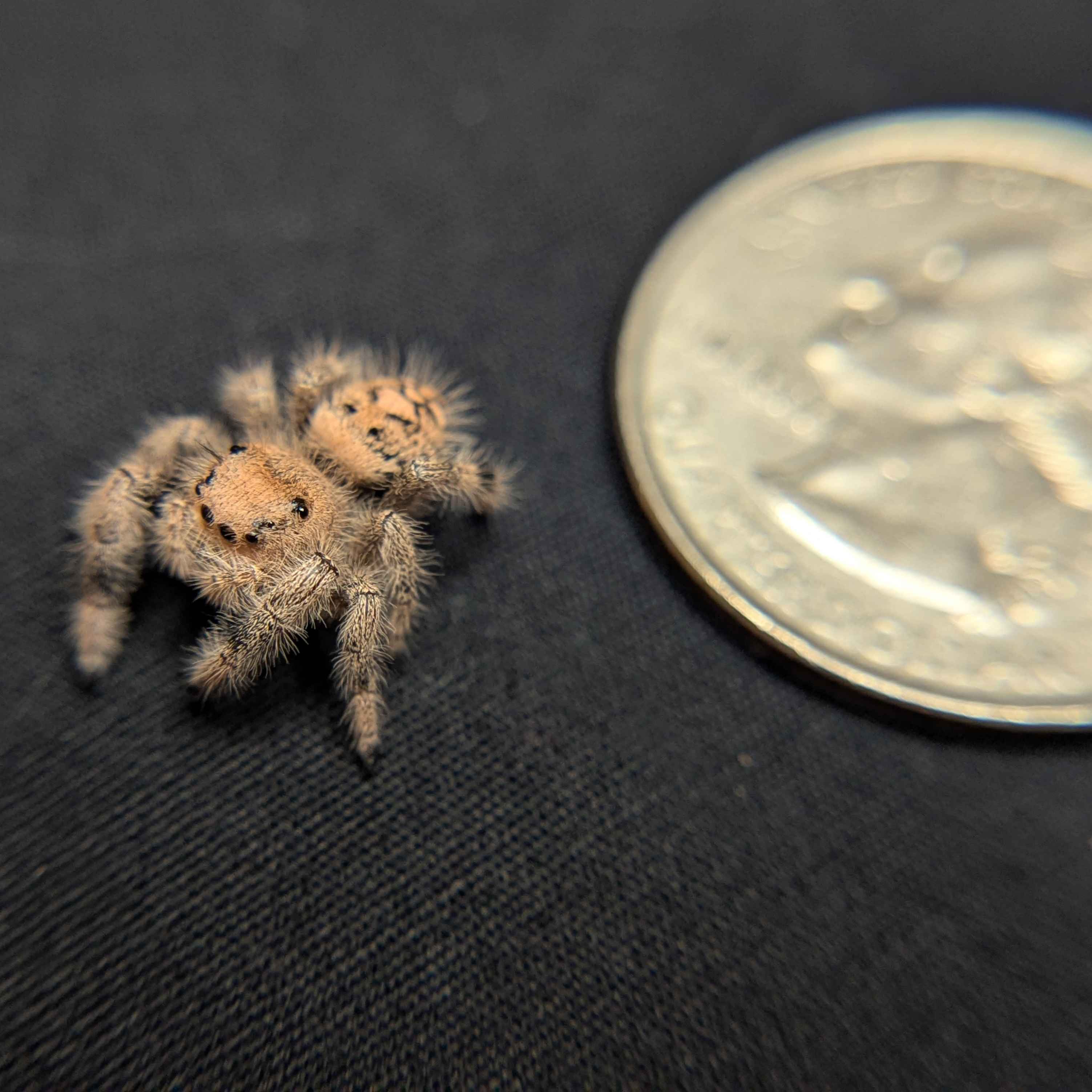 Regal Jumping Spider "Bubblegum"