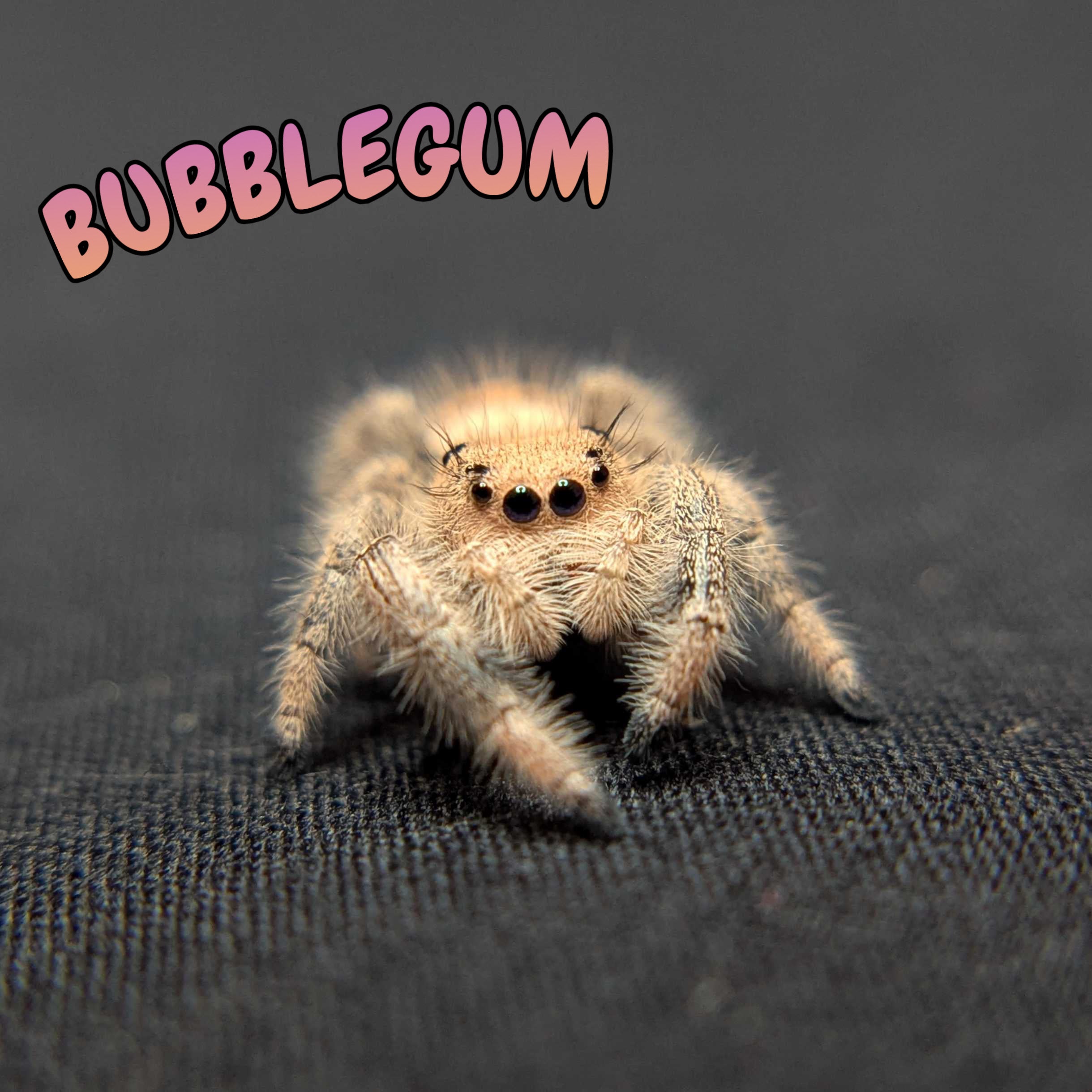 Regal Jumping Spider "Bubblegum"