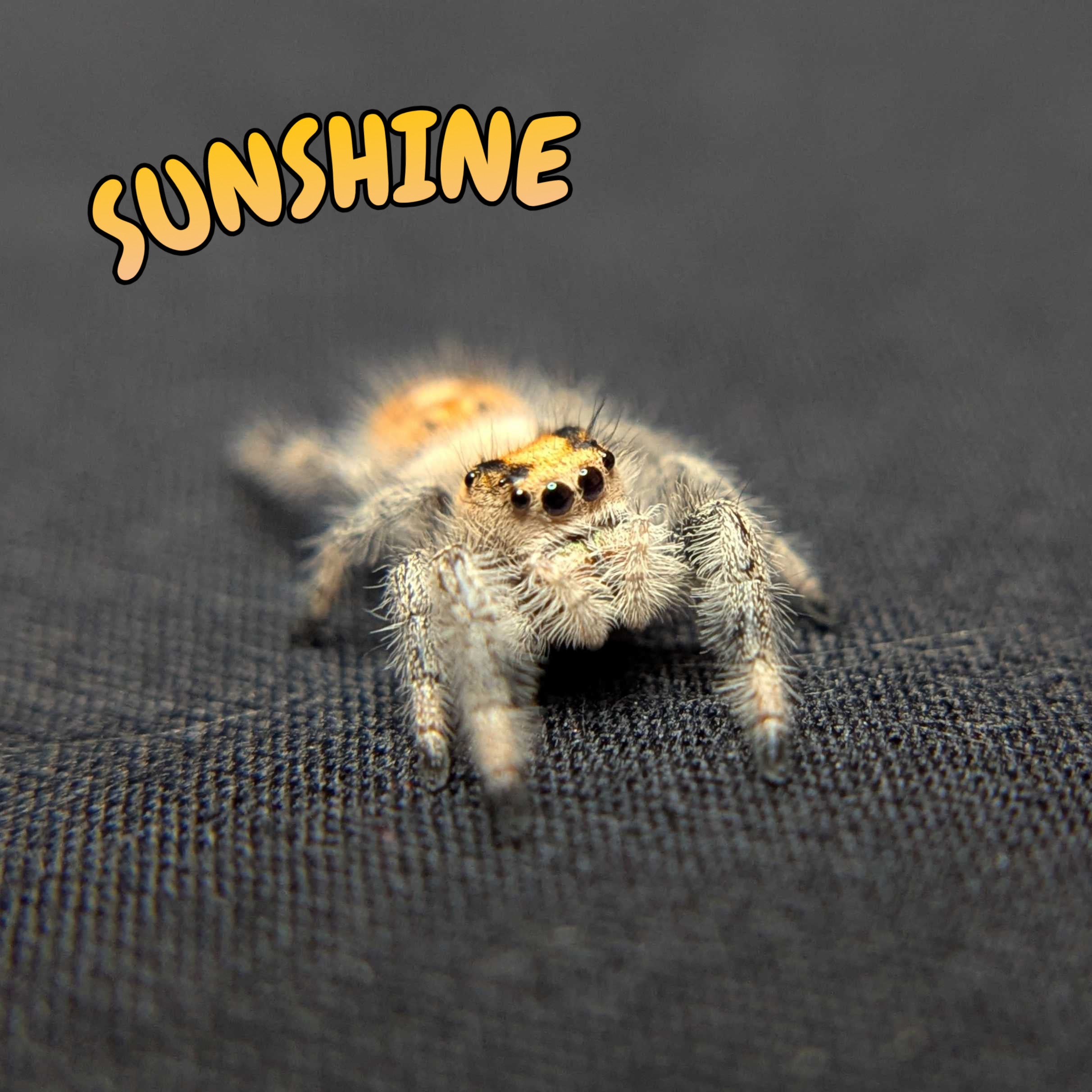 Regal Jumping Spider "Sunshine"
