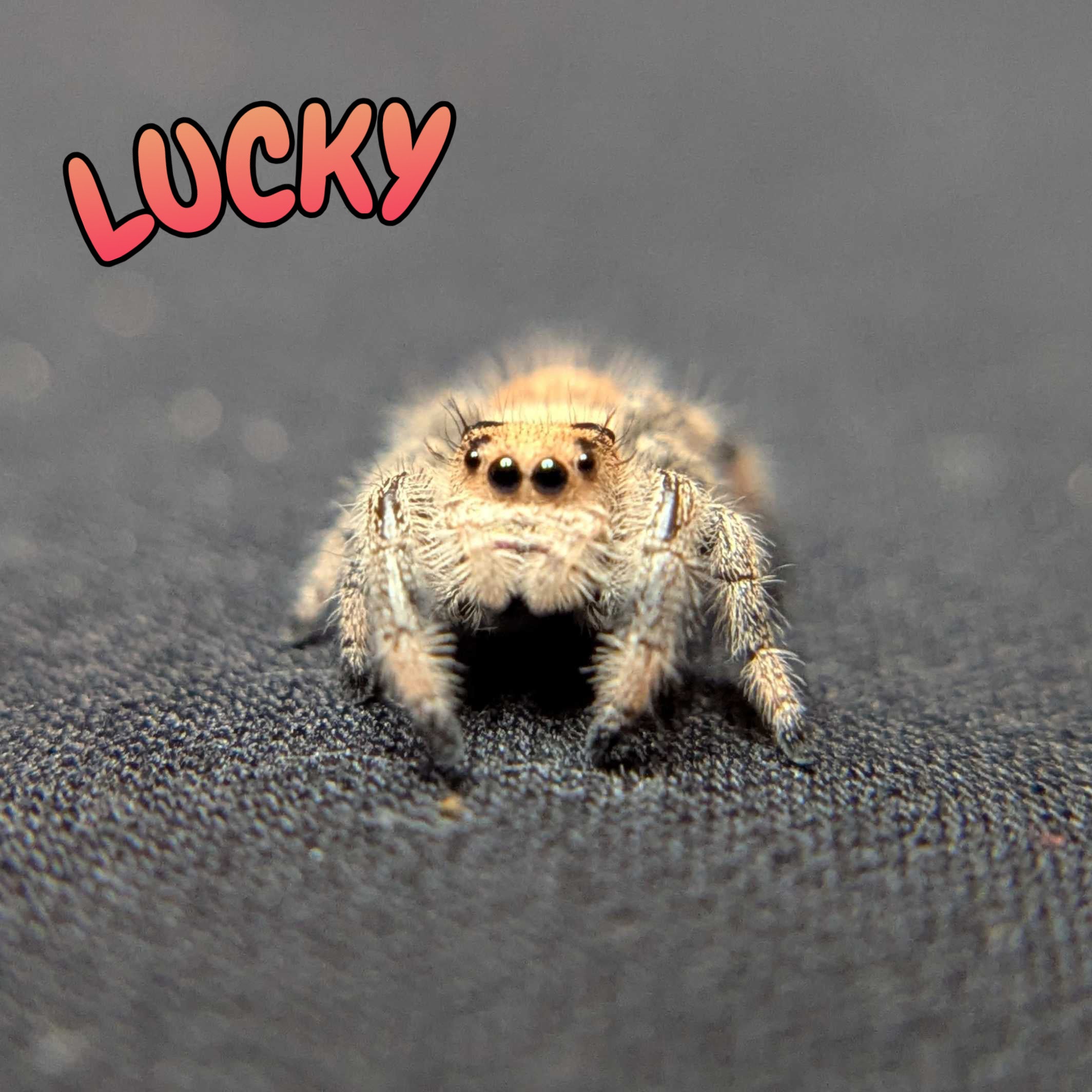 Regal Jumping Spider “Lucky”