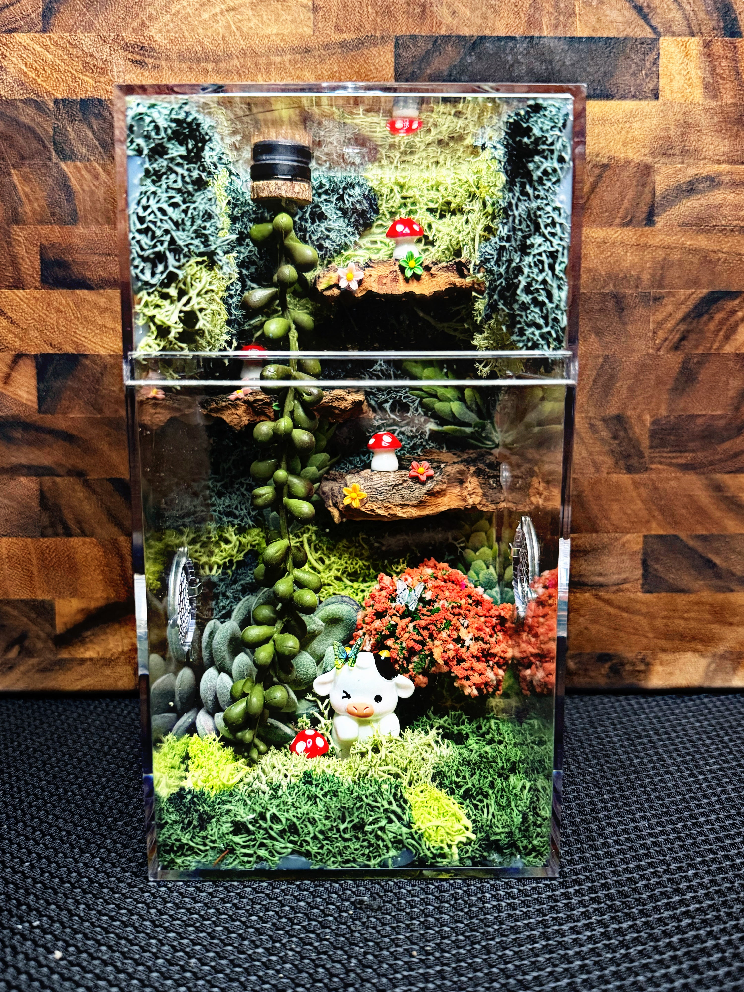 Custom Jumping Spider Enclosure