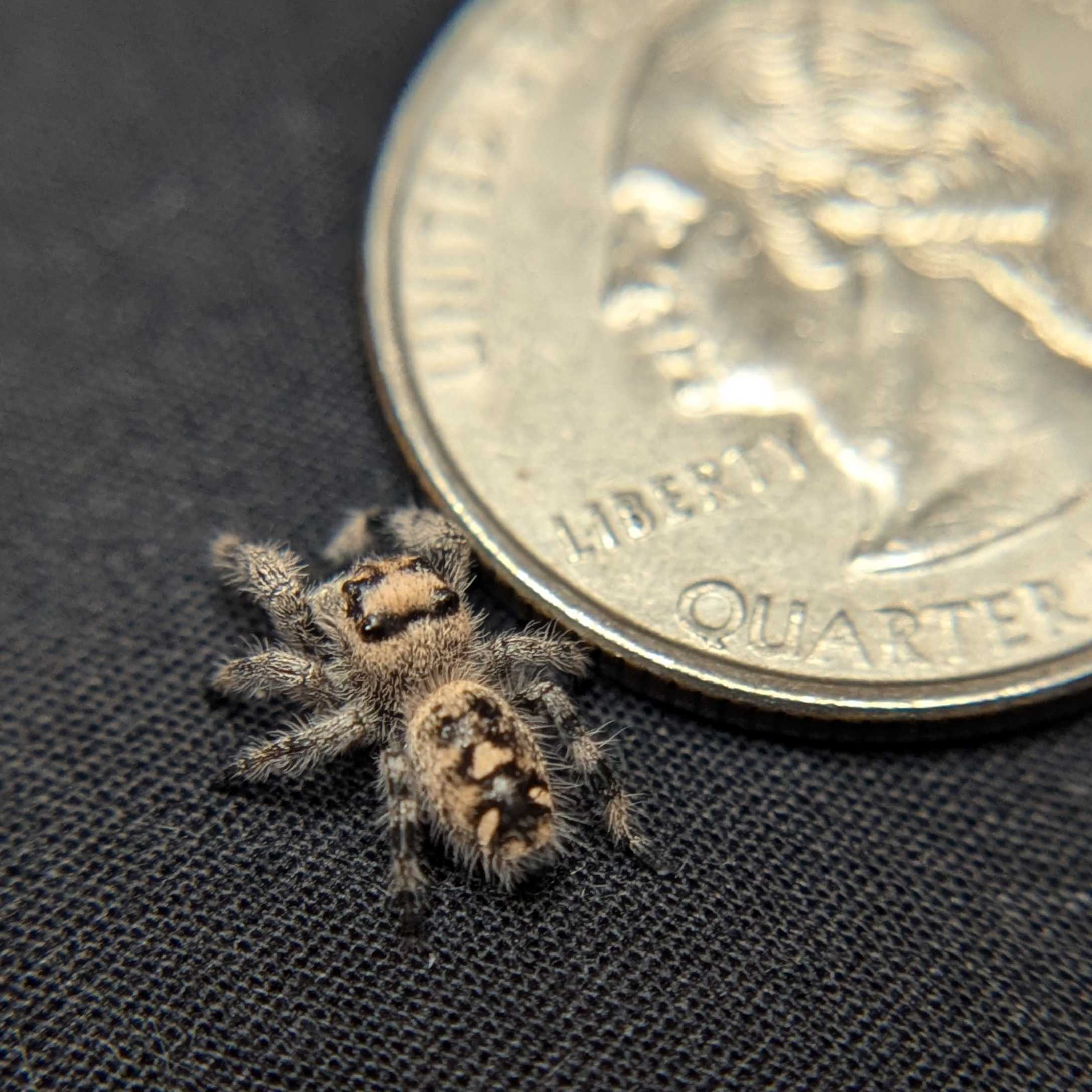 Regal Jumping Spider "Vanilla"