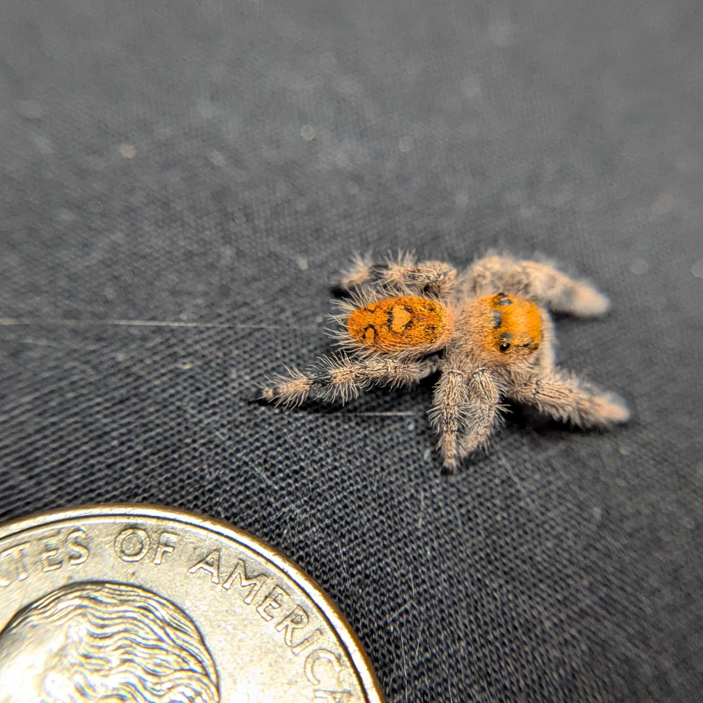 Regal Jumping Spider "Jelly Bean"