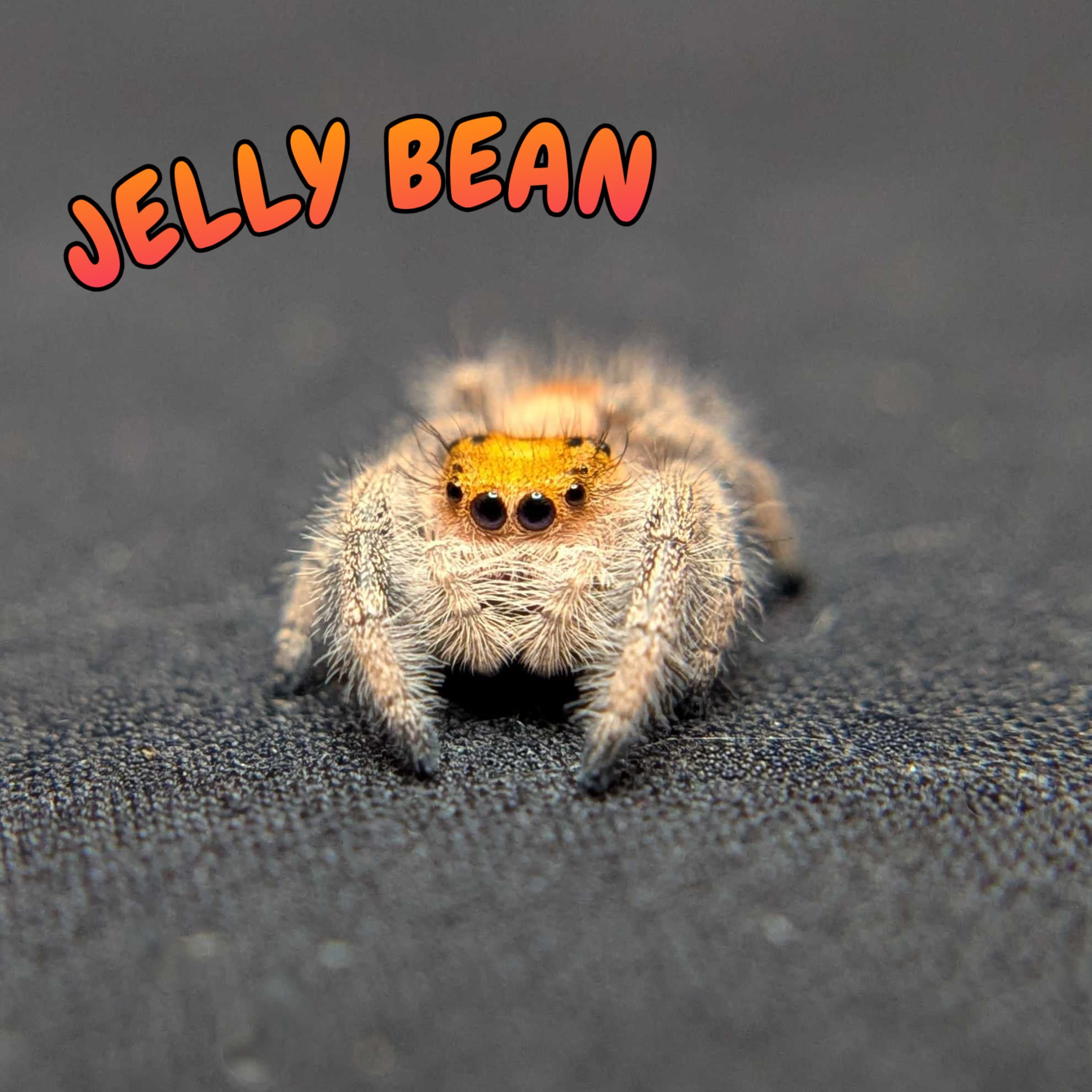Regal Jumping Spider "Jelly Bean"