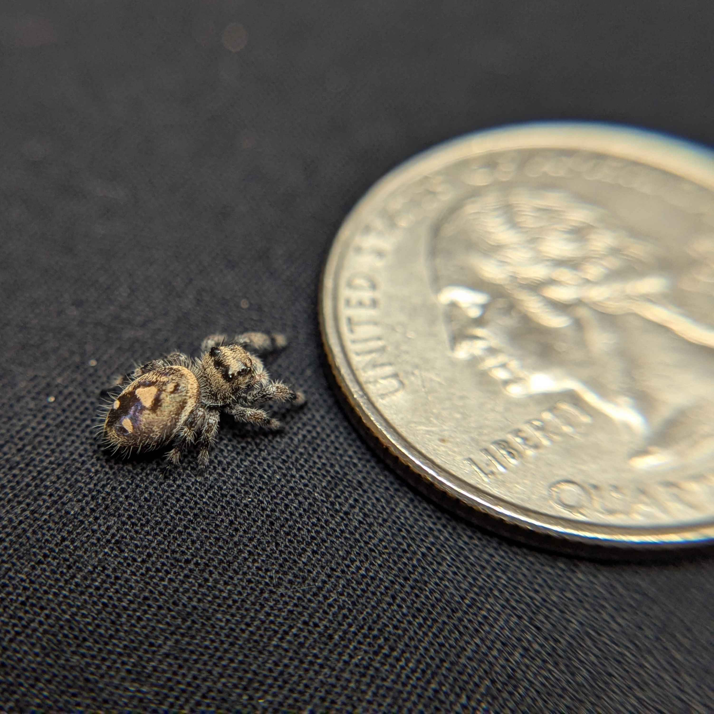 Regal Jumping Spider "Artichoke"