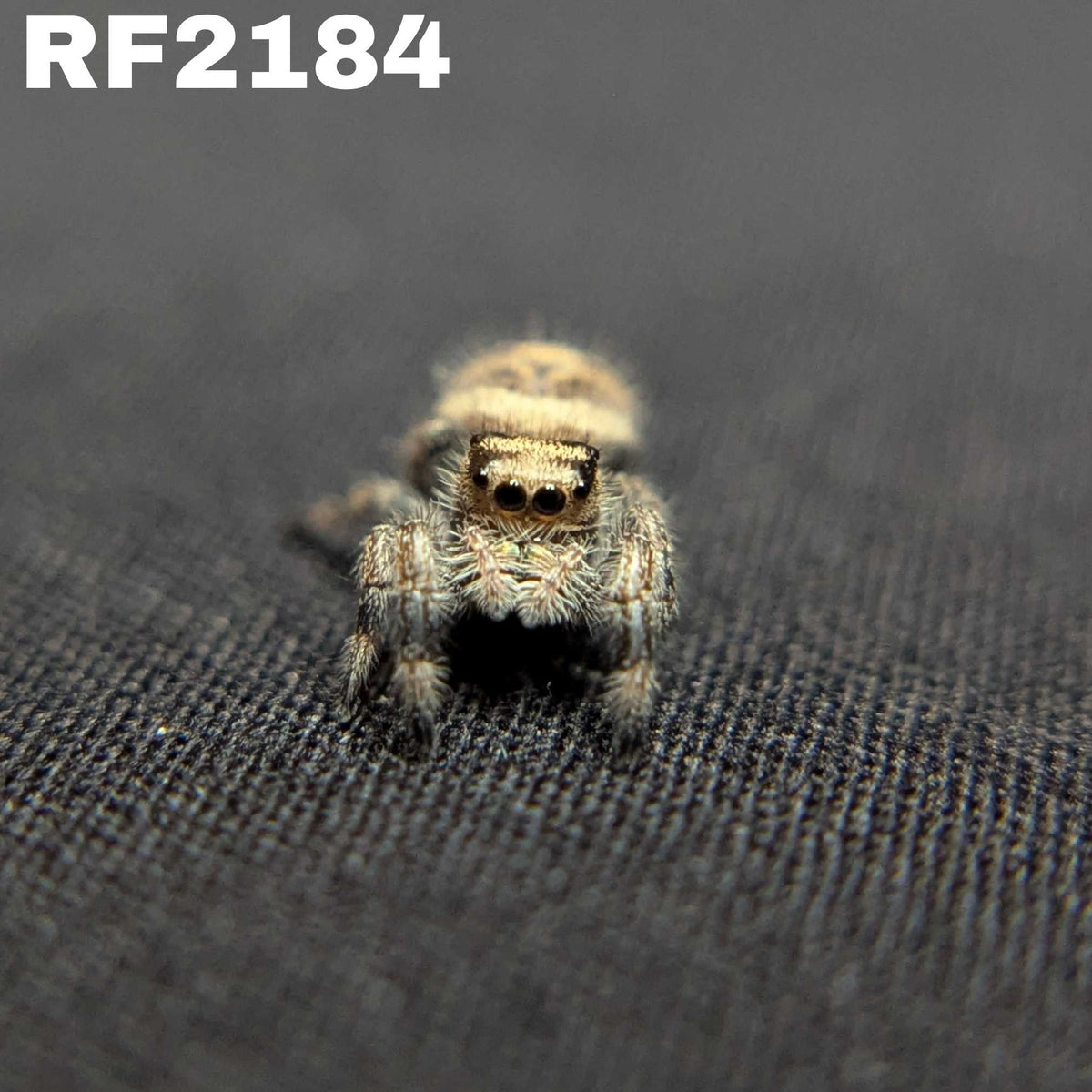 Regal Jumping Spider "Artichoke"