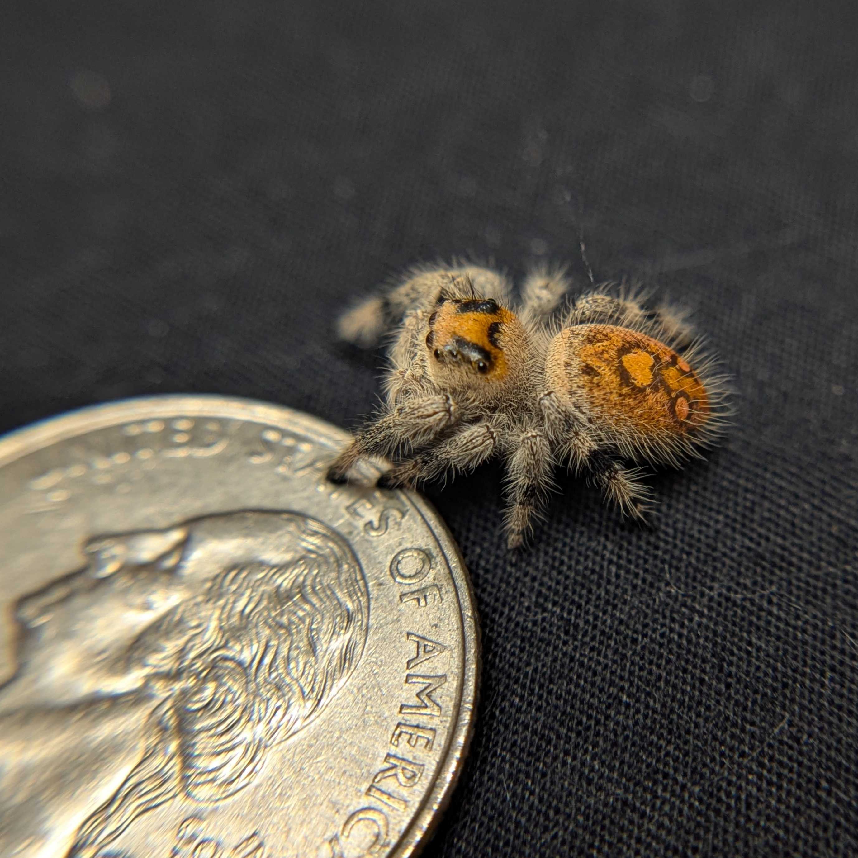 Regal Jumping Spider "Seafoam"