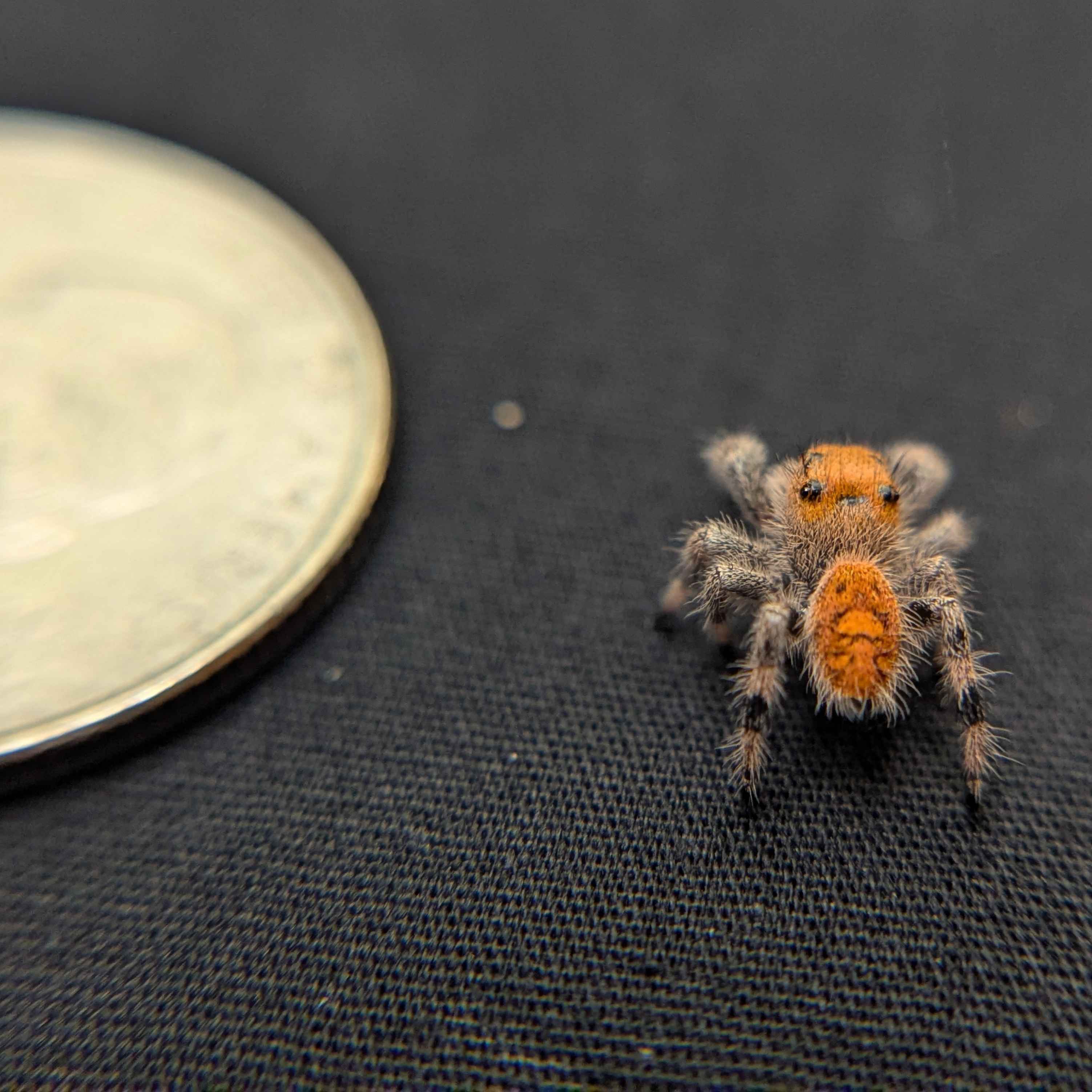 Regal Jumping Spider "Clementine"