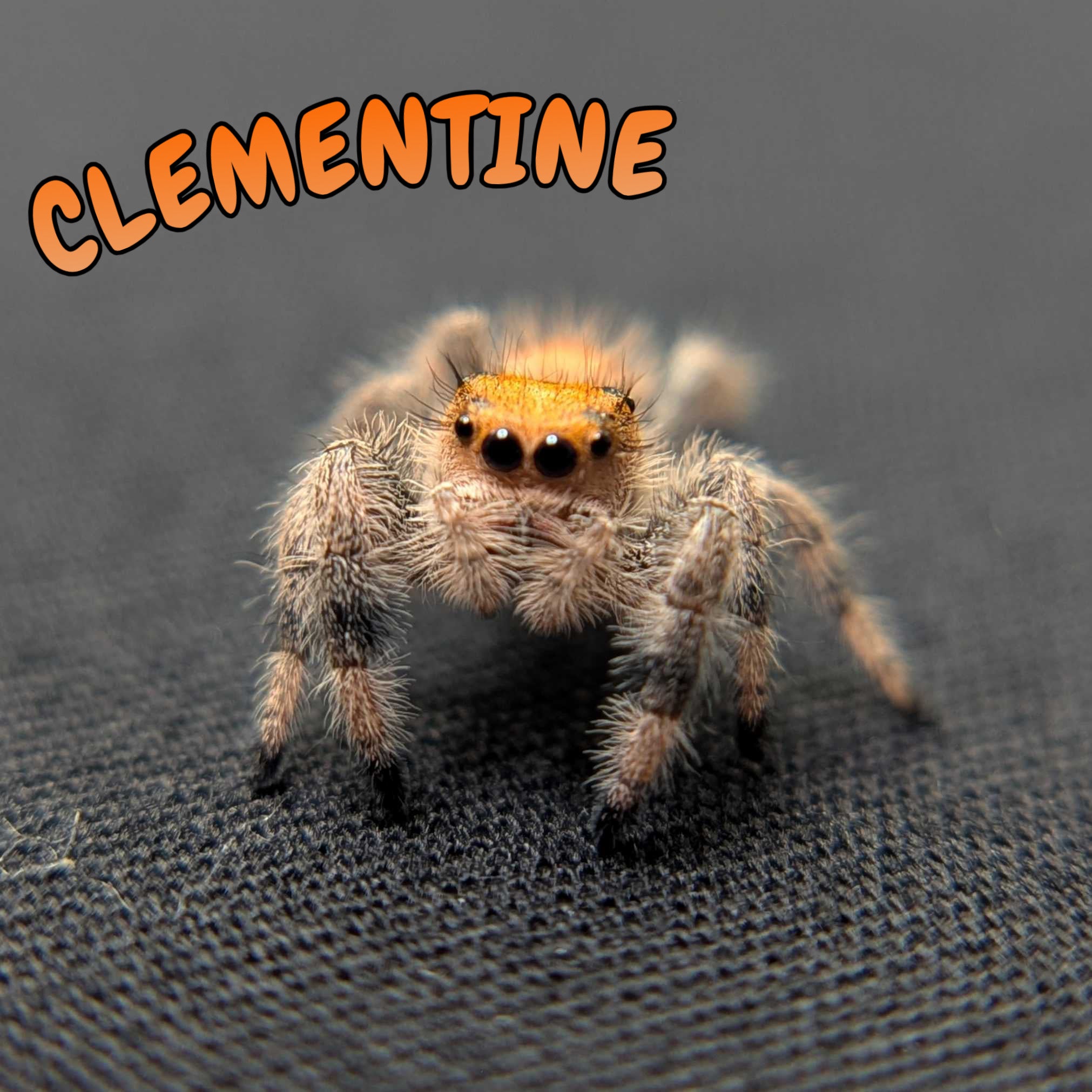 Regal Jumping Spider "Clementine"