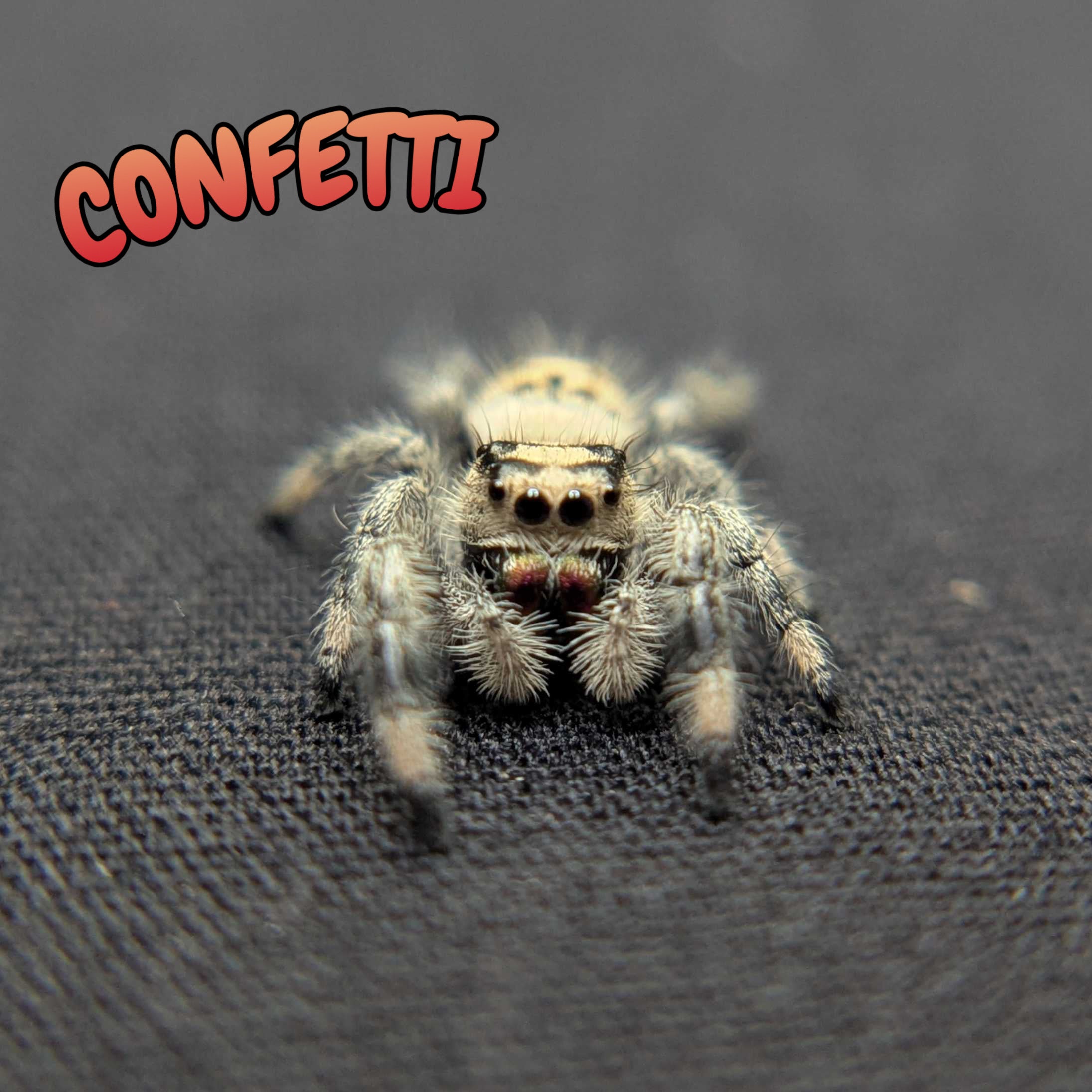 Regal Jumping Spider "Confetti"