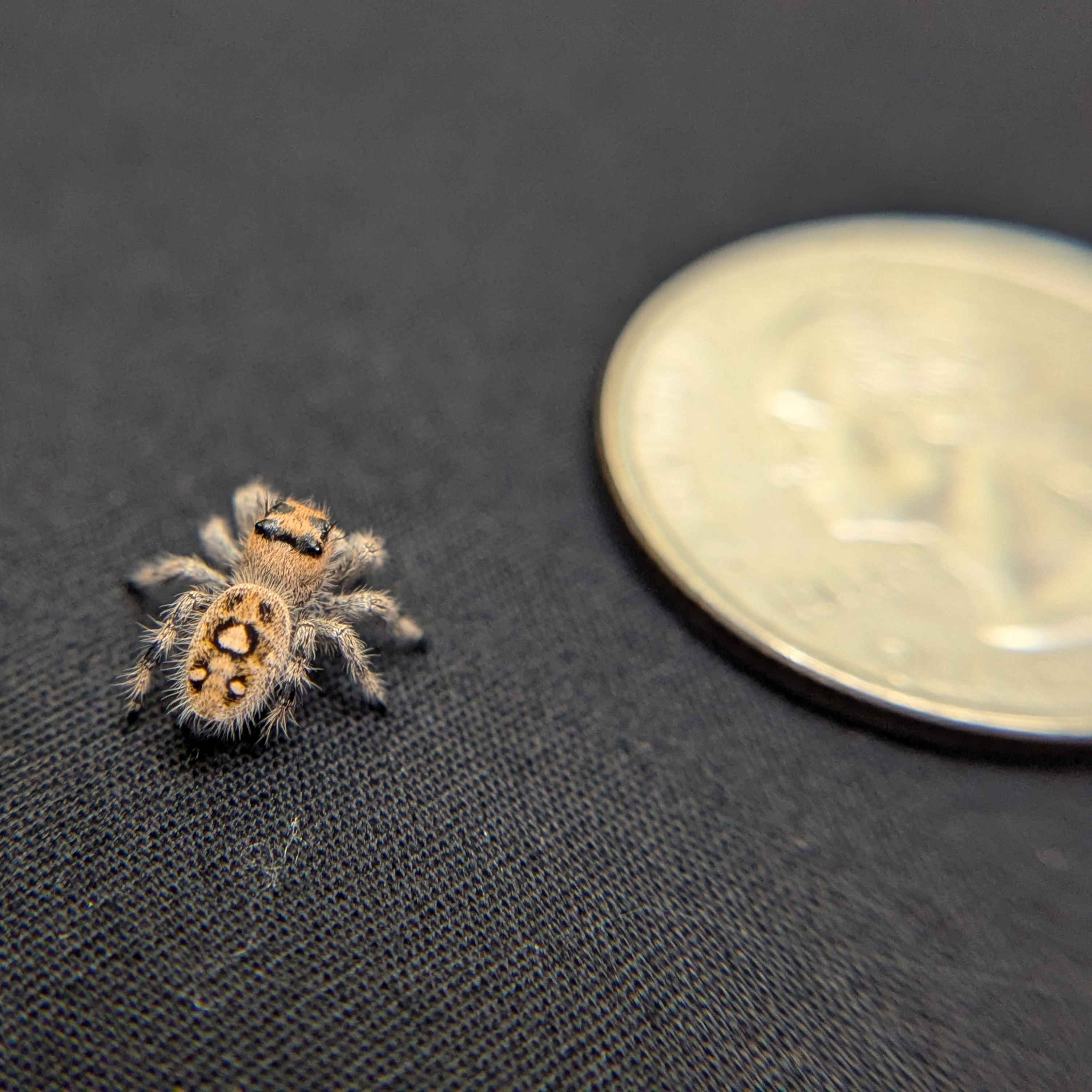 Regal Jumping Spider "Ginger"