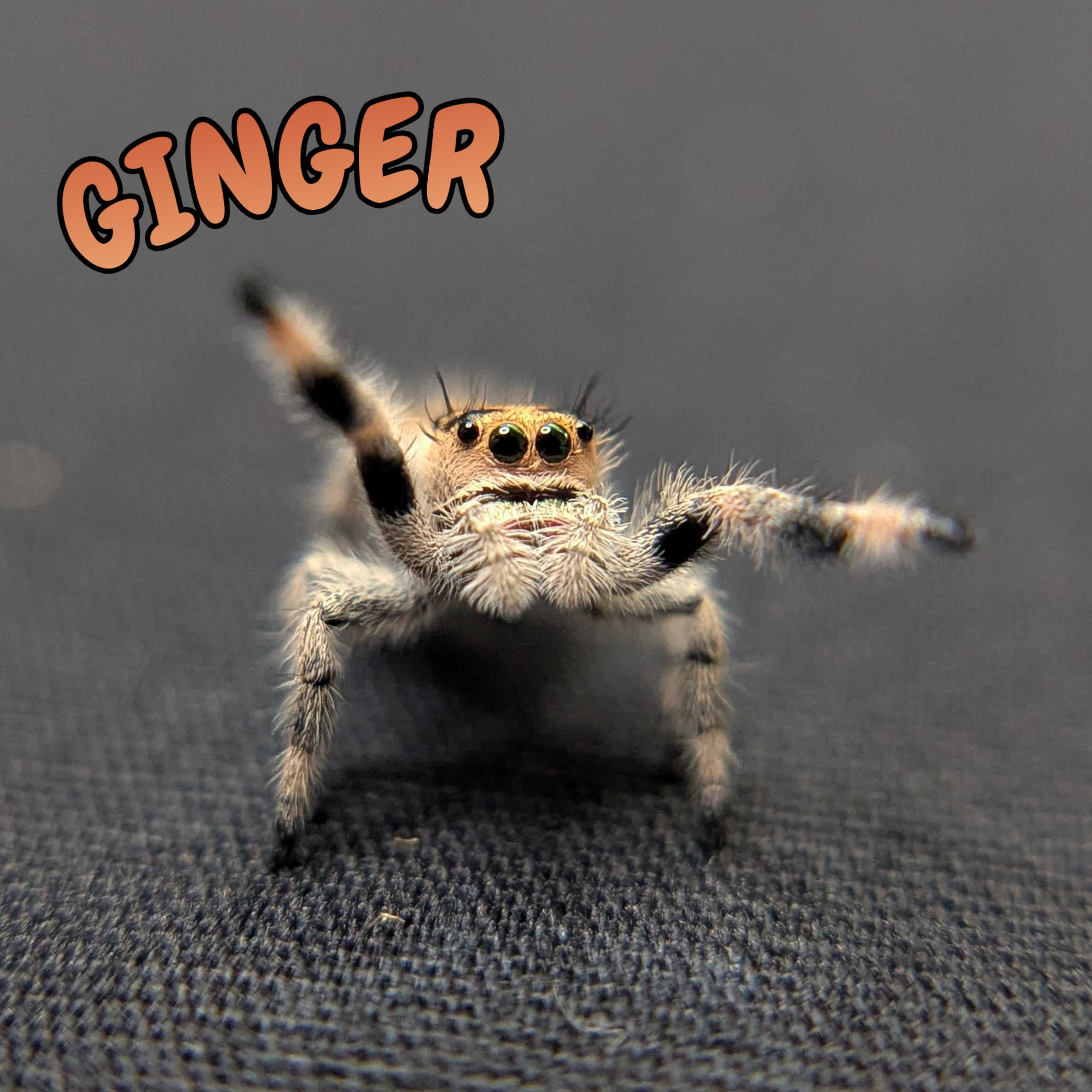 Regal Jumping Spider "Ginger"