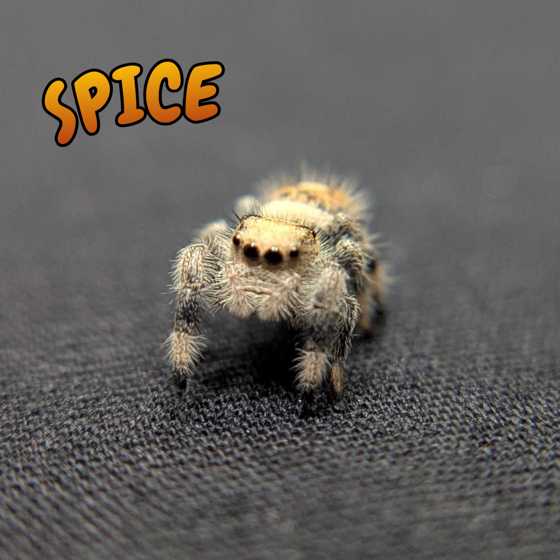 Regal Jumping Spider “Spice”