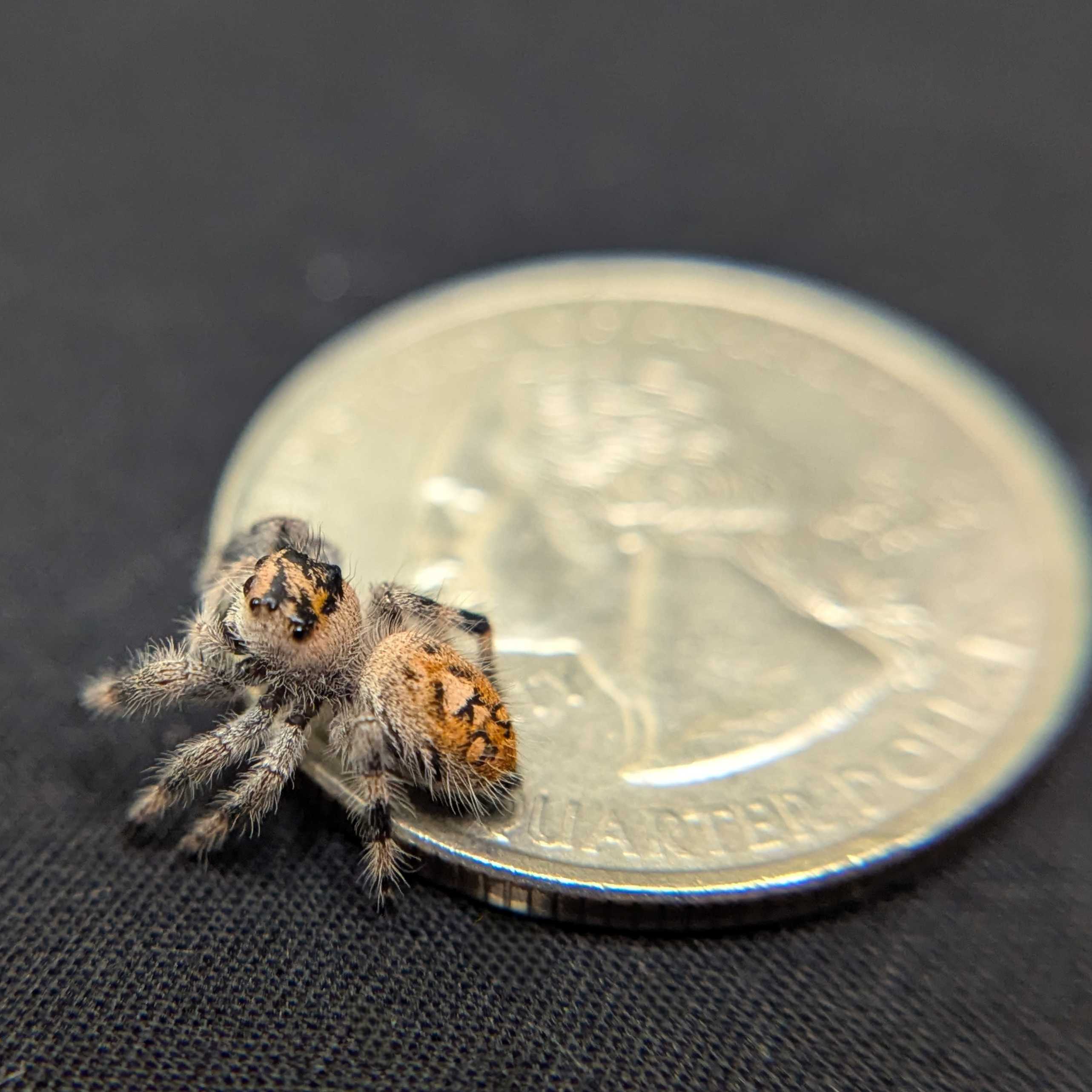 Regal Jumping Spider “Mimosa”