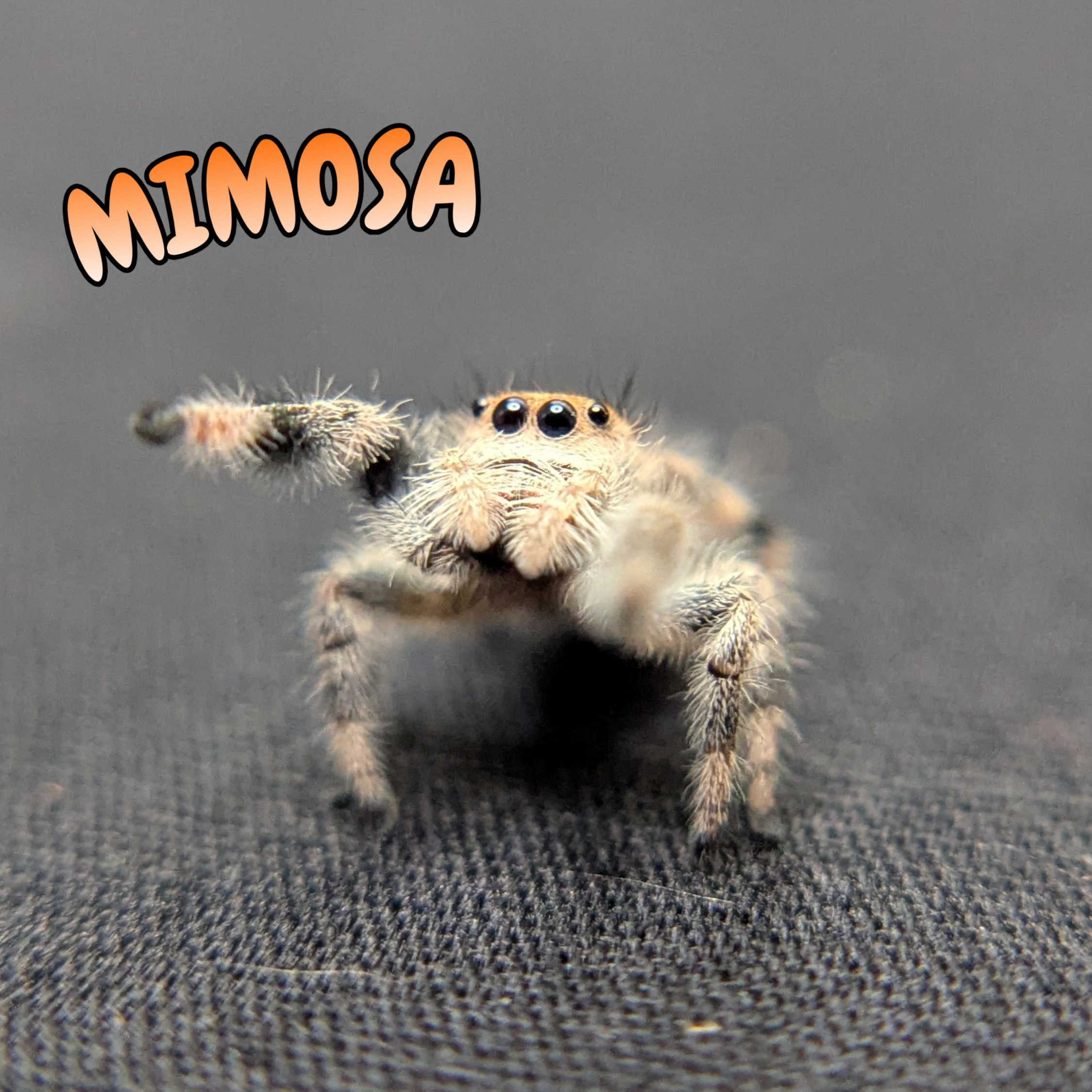 Regal Jumping Spider “Mimosa”