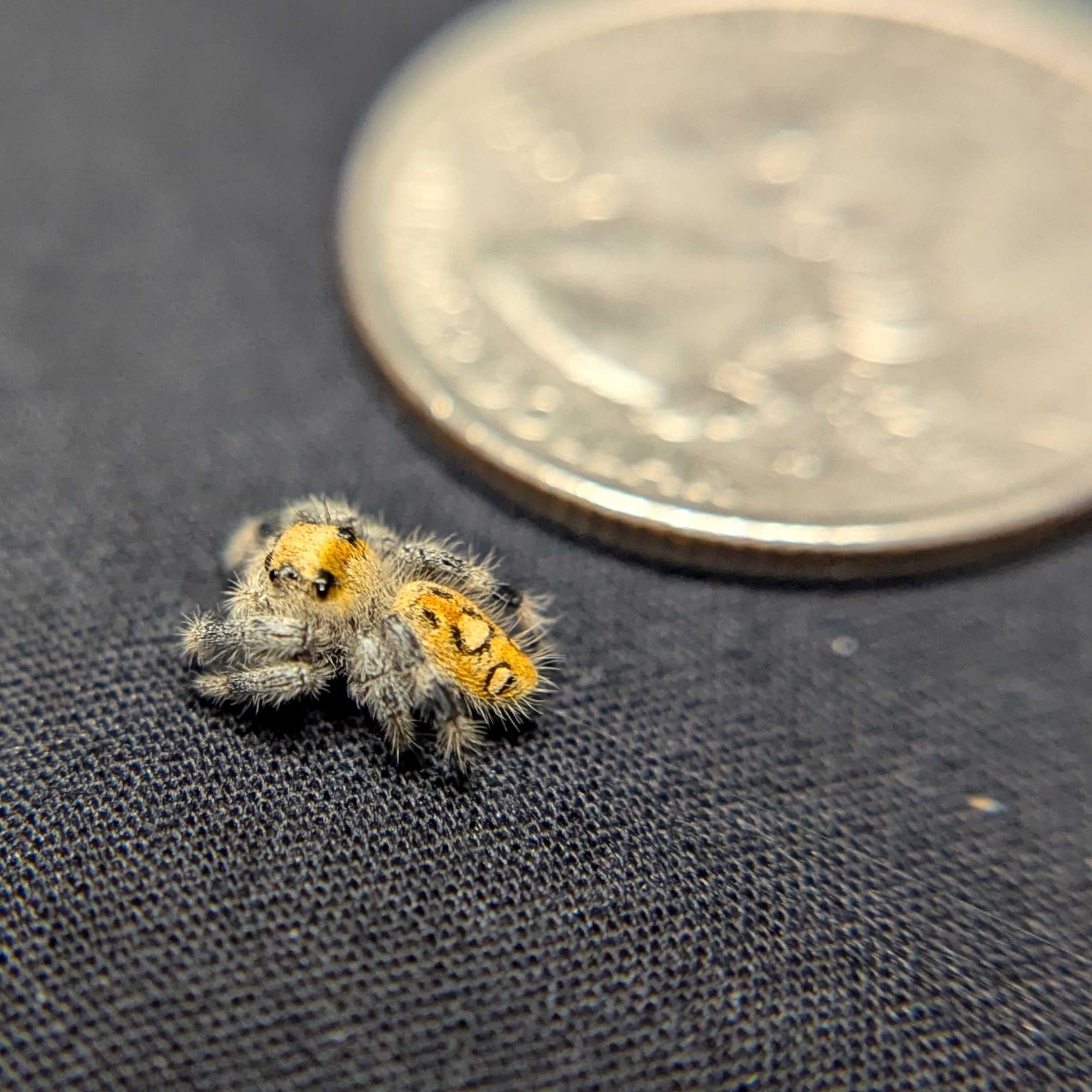 Regal Jumping Spider "Bumble"