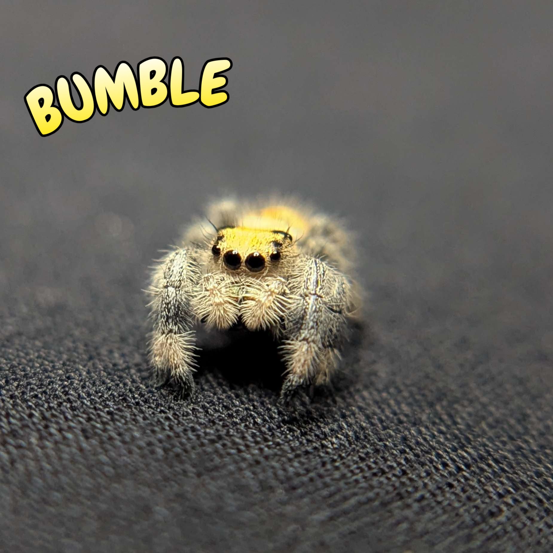Regal Jumping Spider "Bumble"