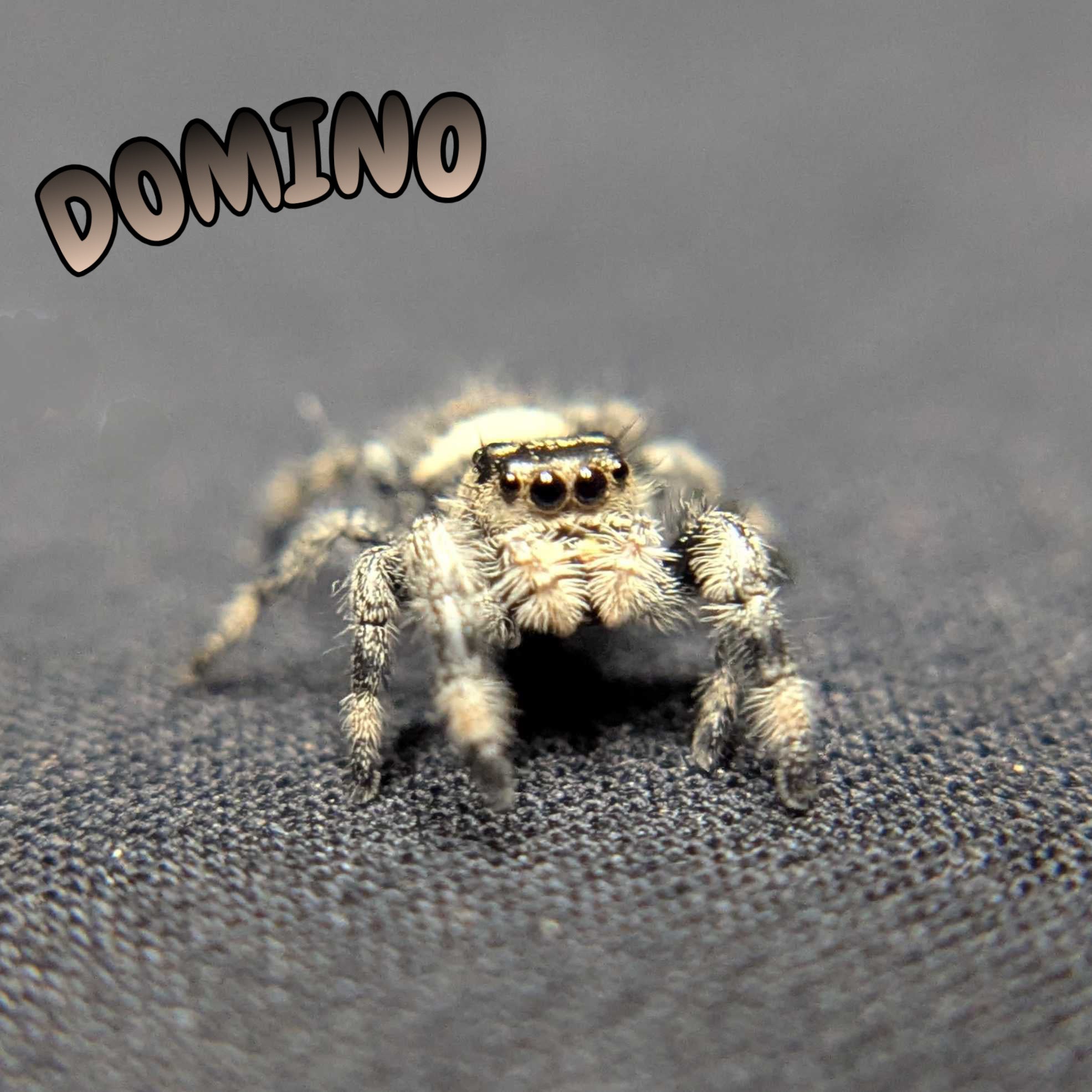 Regal Jumping Spider "Domino"