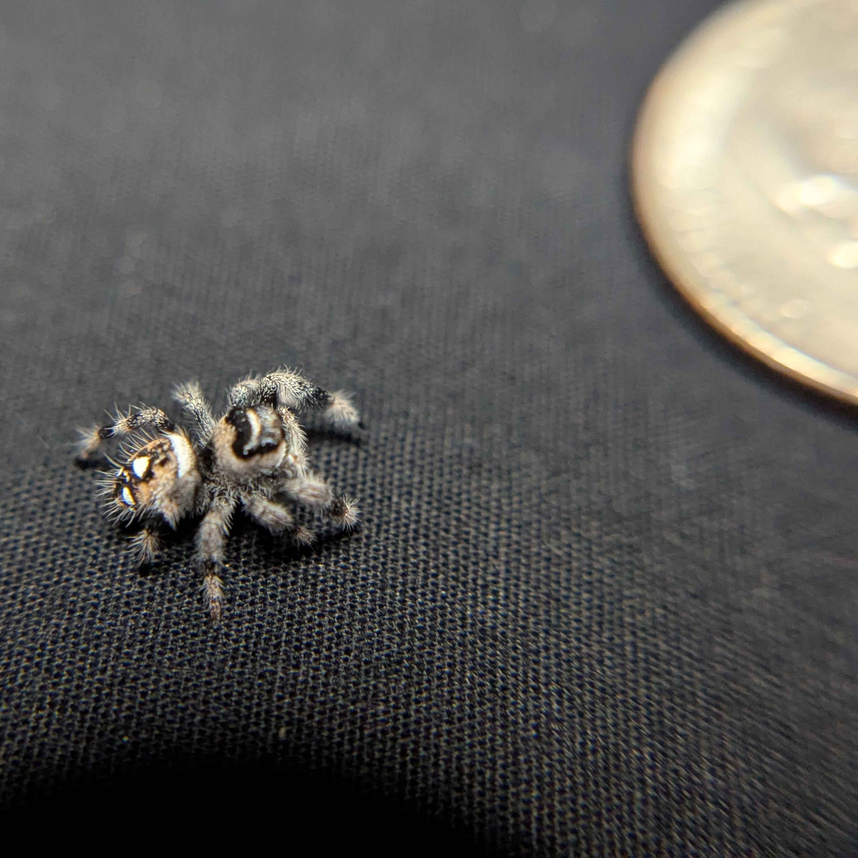 Regal Jumping Spider "Jello"