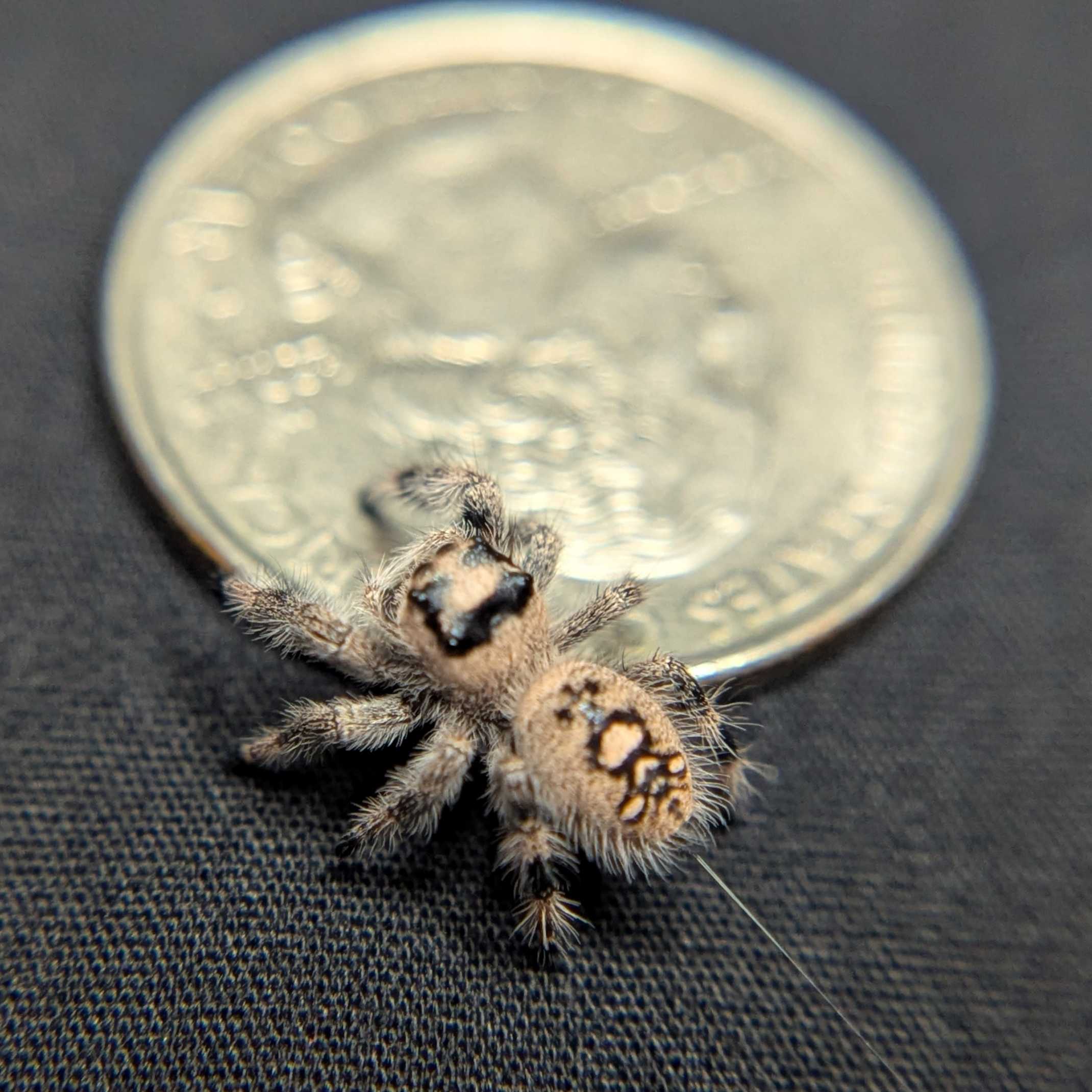 Regal Jumping Spider "Magic"