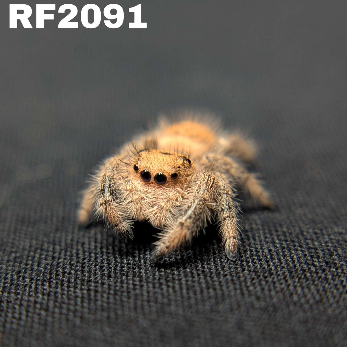 Regal Jumping Spider "Jade"