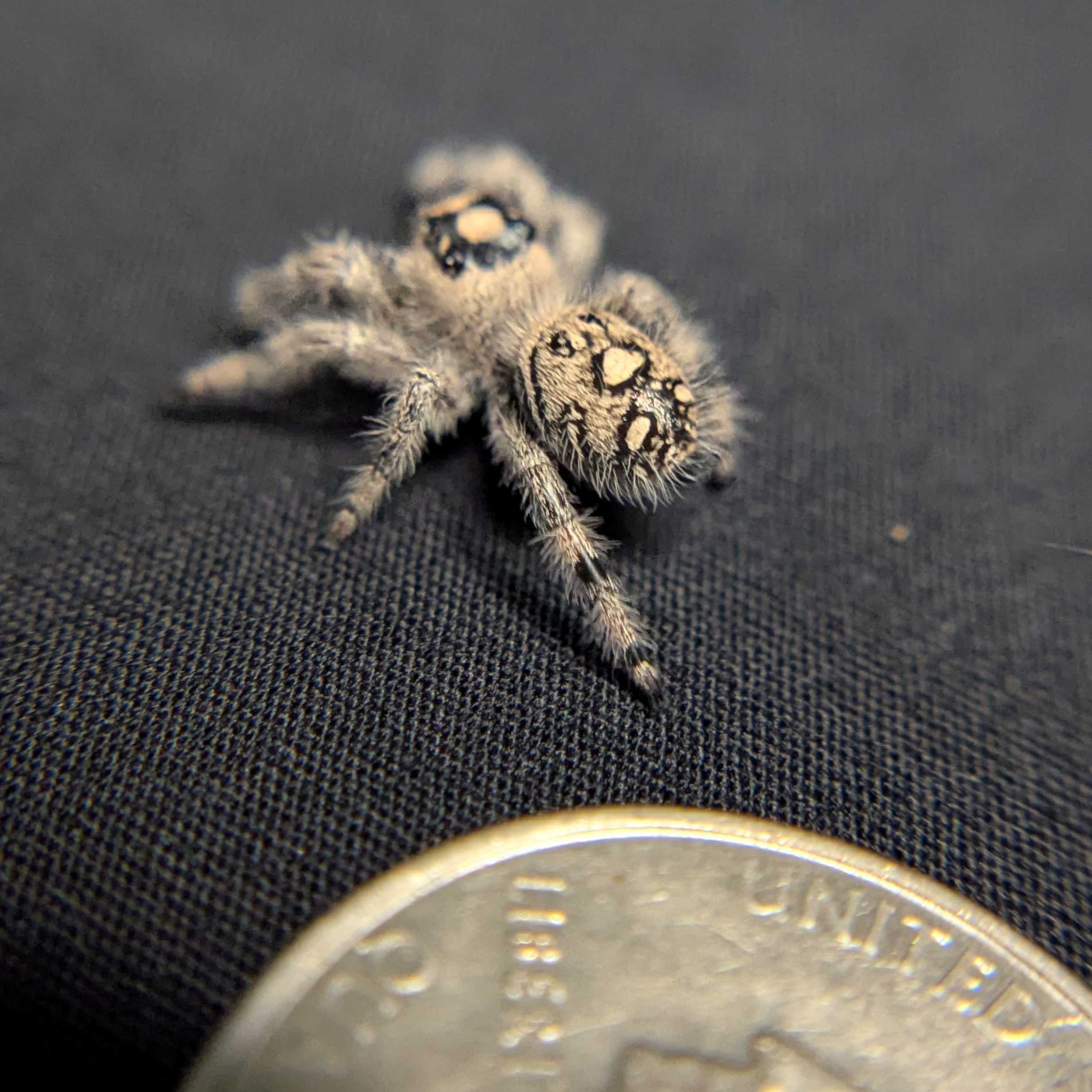 Regal Jumping Spider "Ursula"