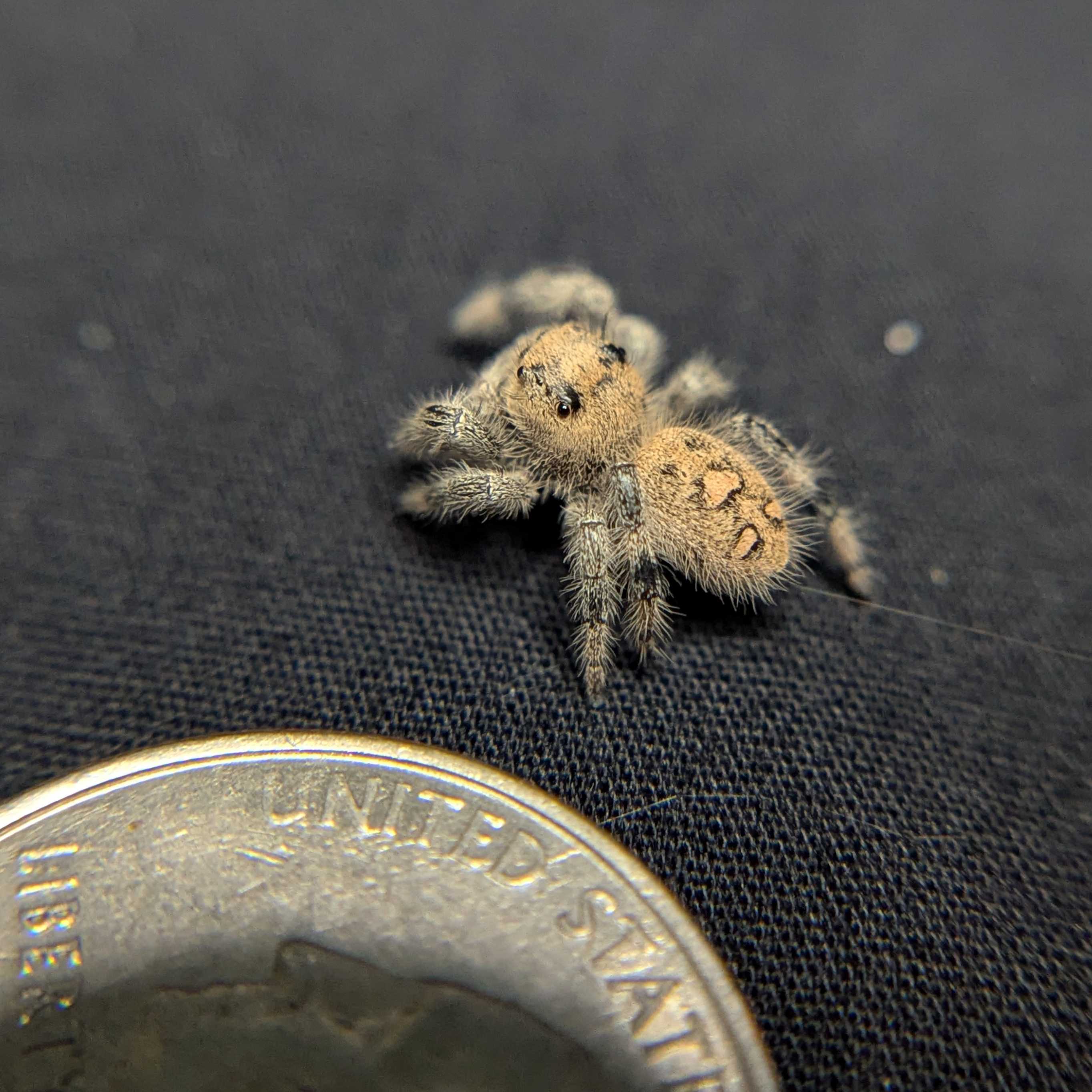 Regal Jumping Spider "Love"