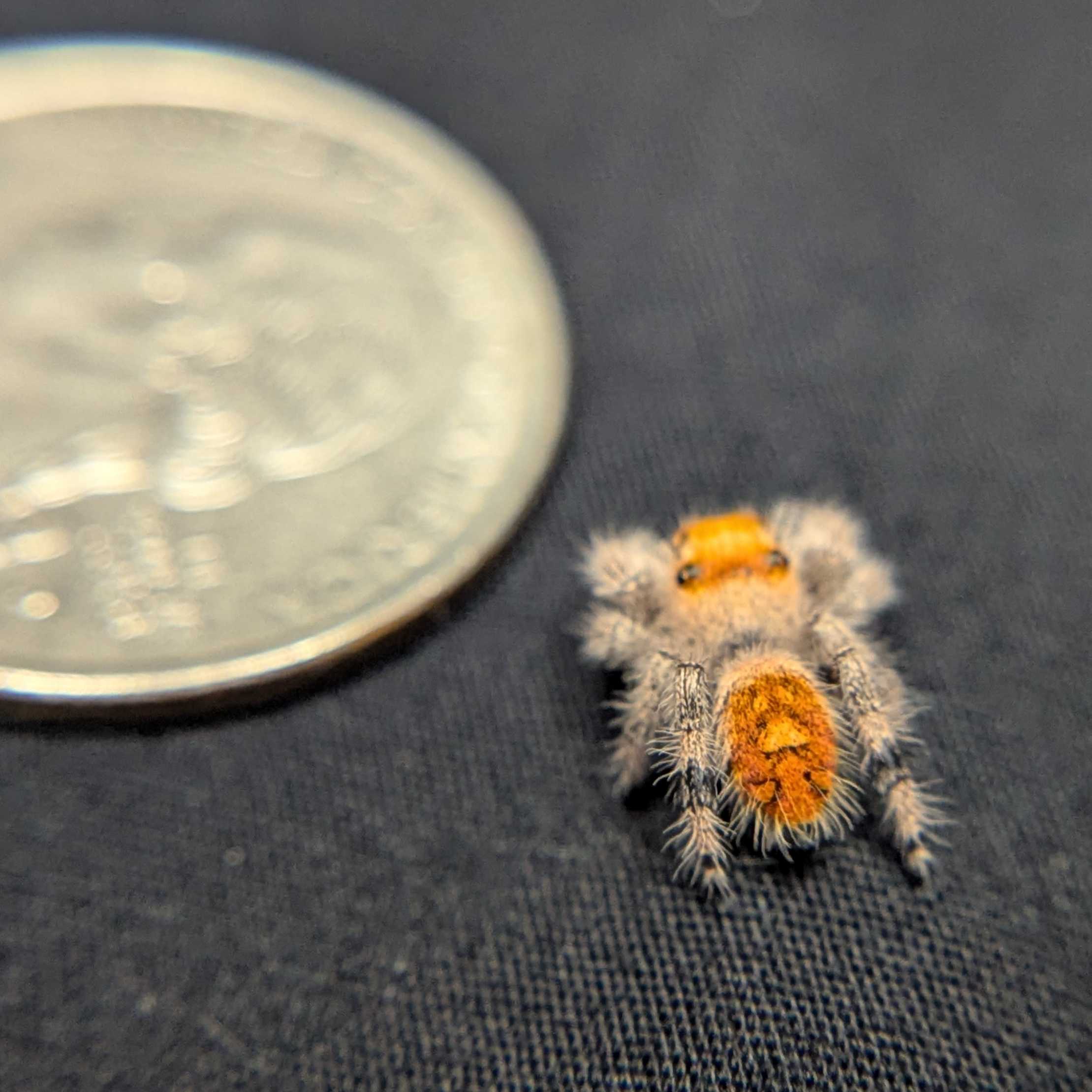 Regal Jumping Spider "Saffron"
