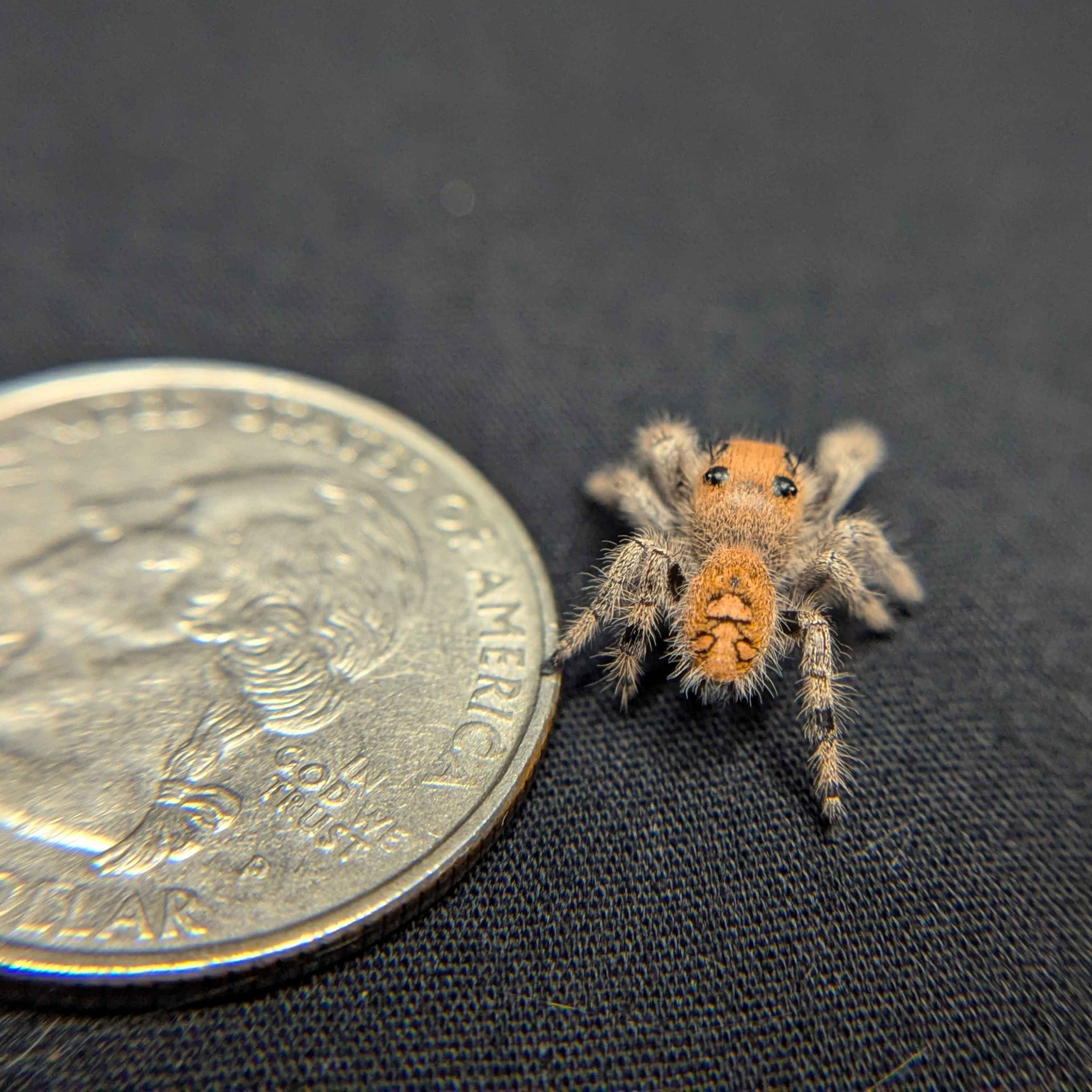 Regal Jumping Spider “Peanut Butter”