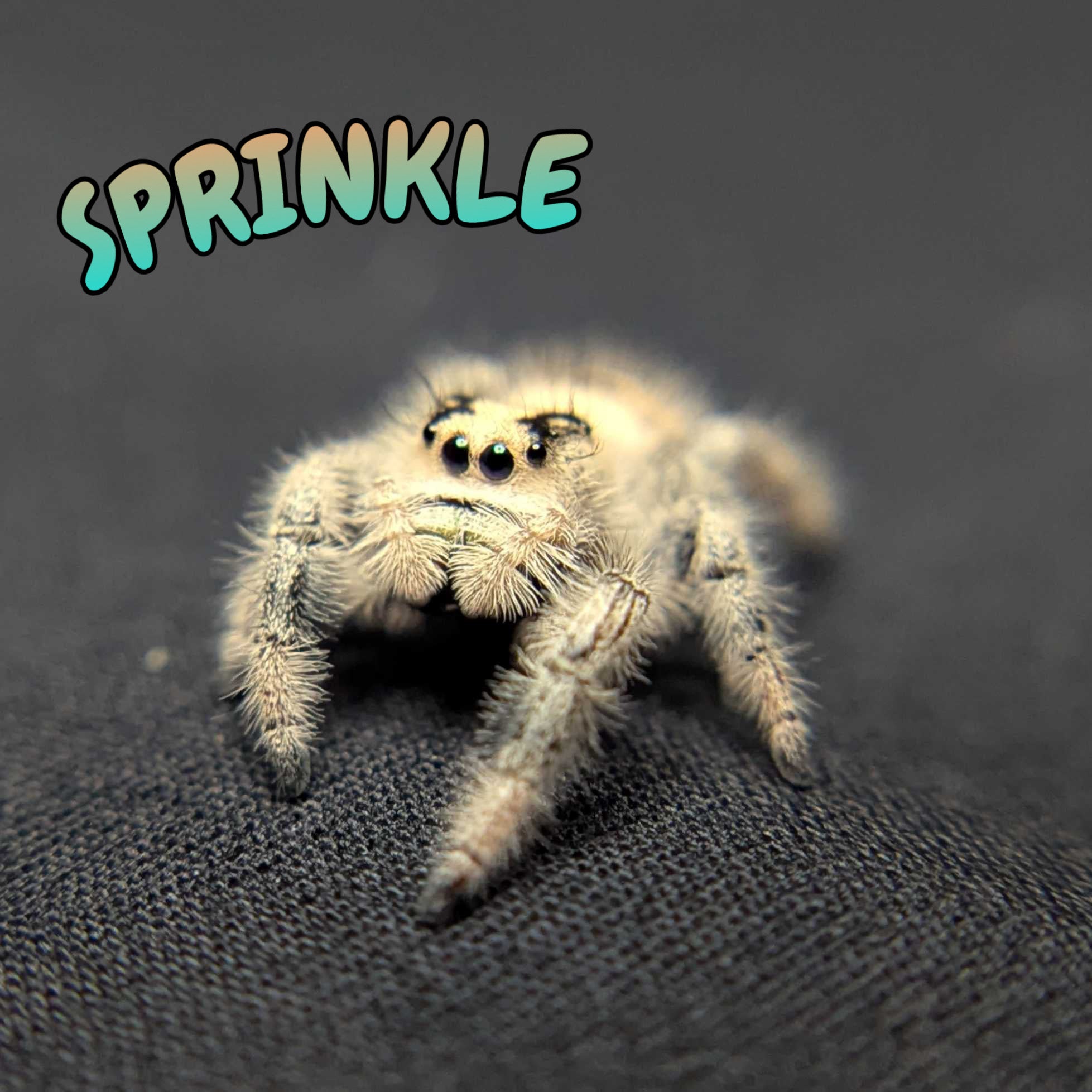 Regal Jumping Spider "Sprinkle"