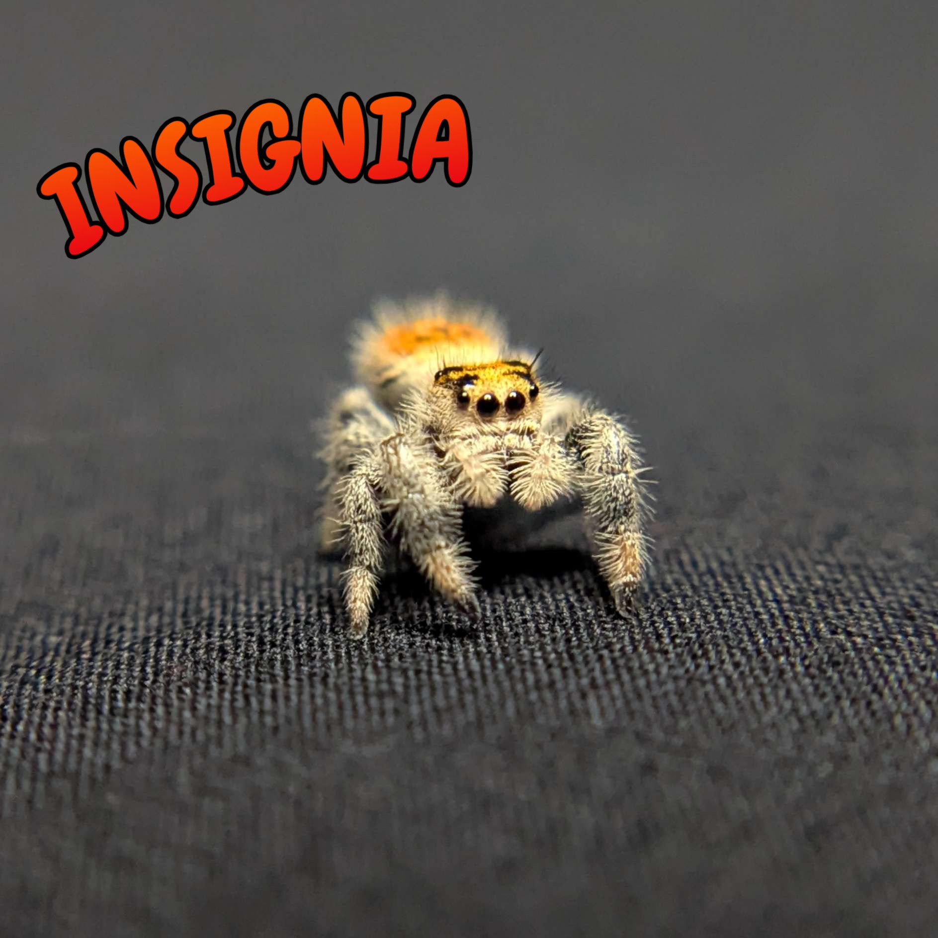 Regal Jumping Spider "Insignia"