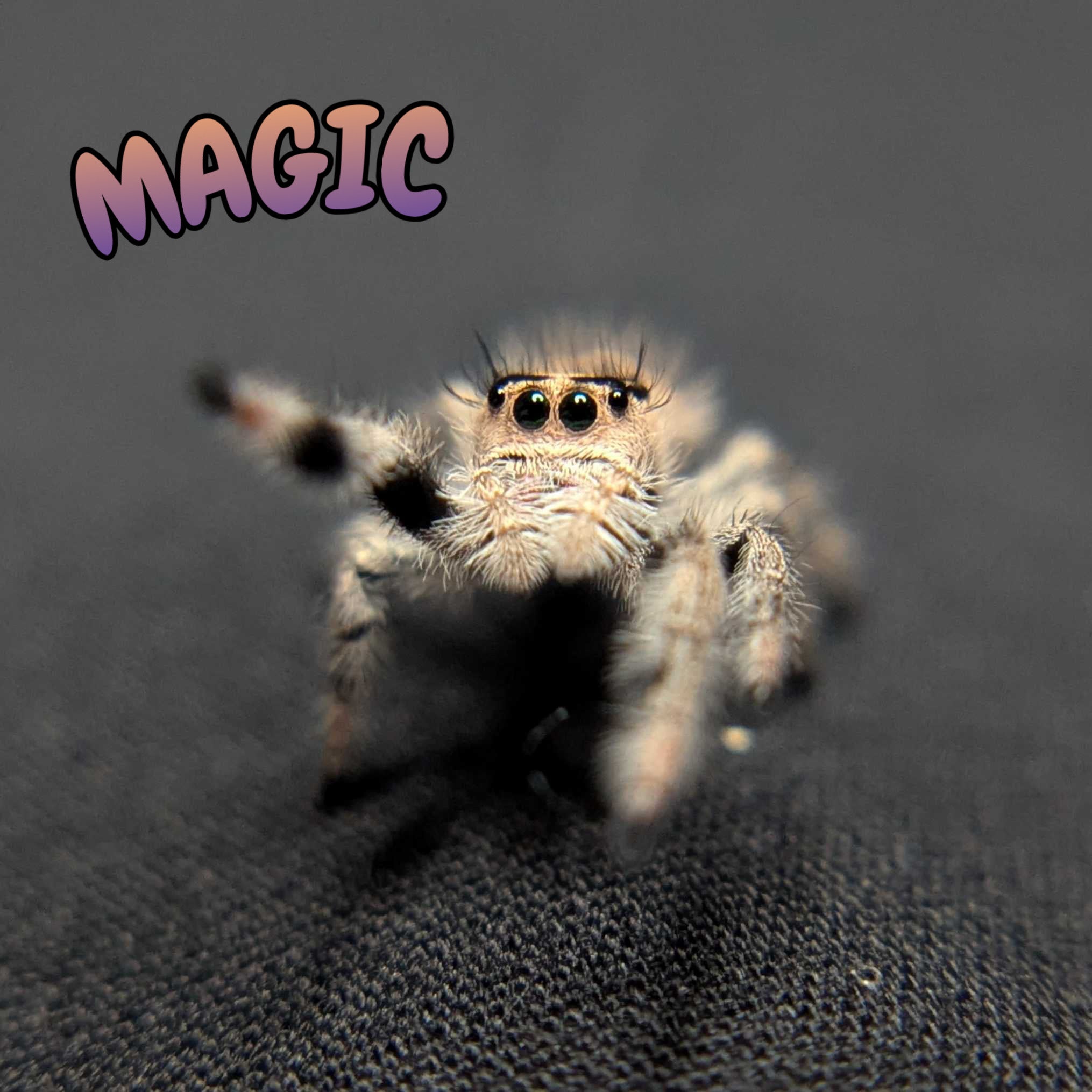 Regal Jumping Spider "Magic"