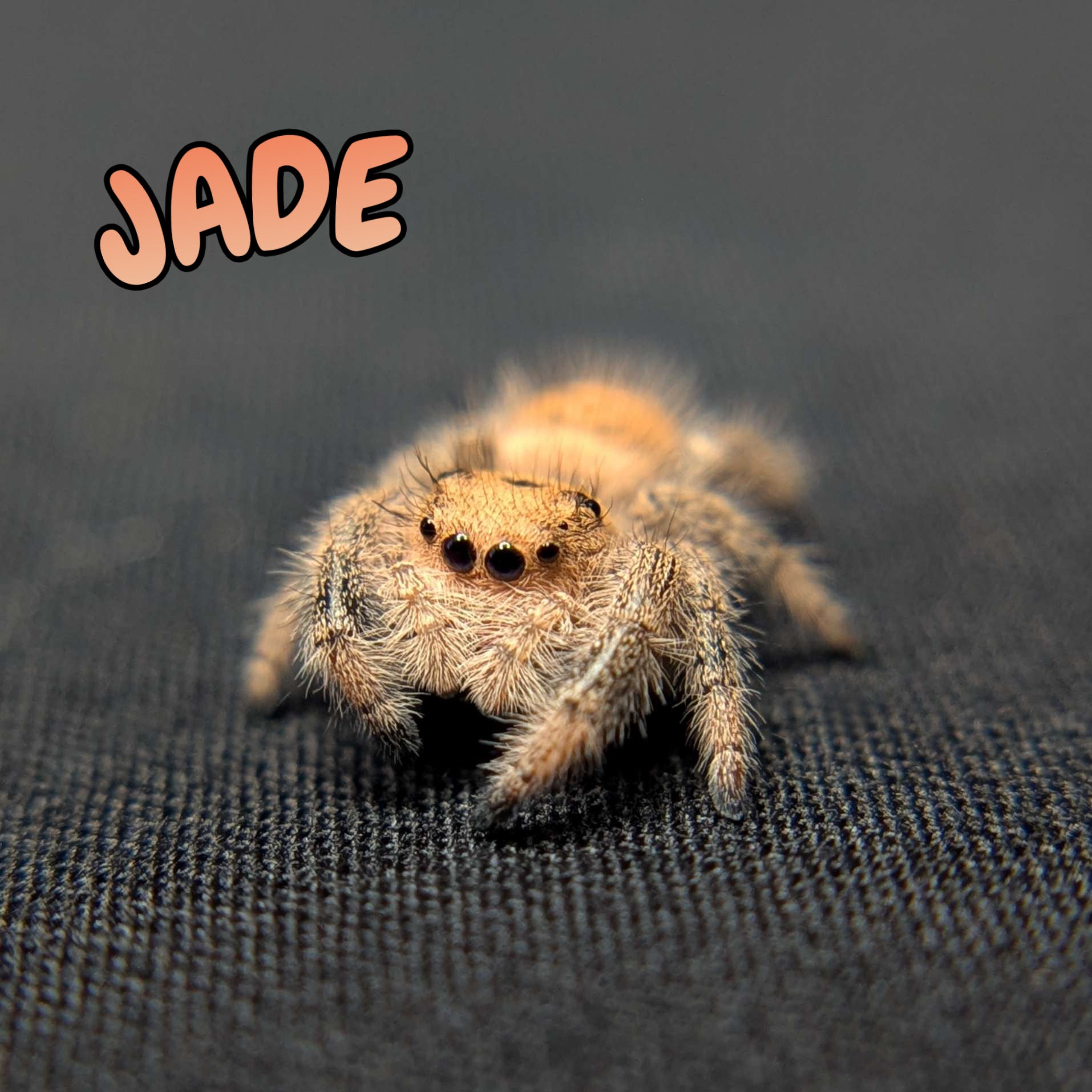 Regal Jumping Spider "Jade"