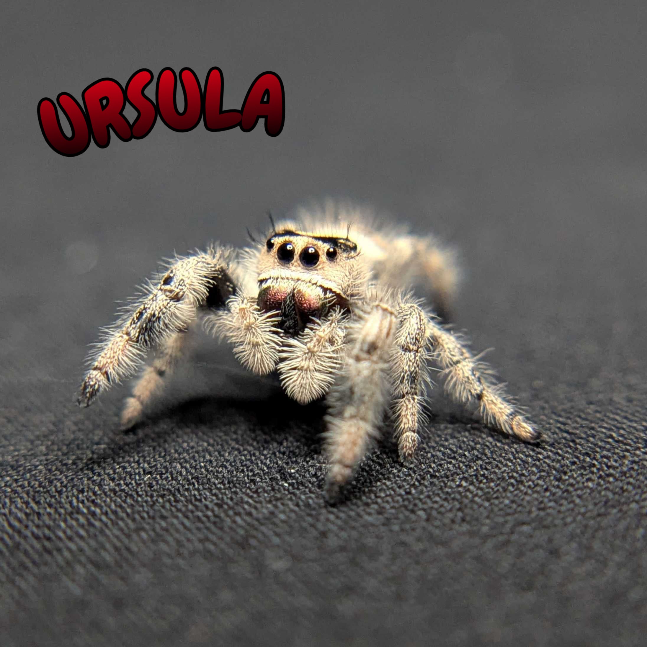 Regal Jumping Spider "Ursula"