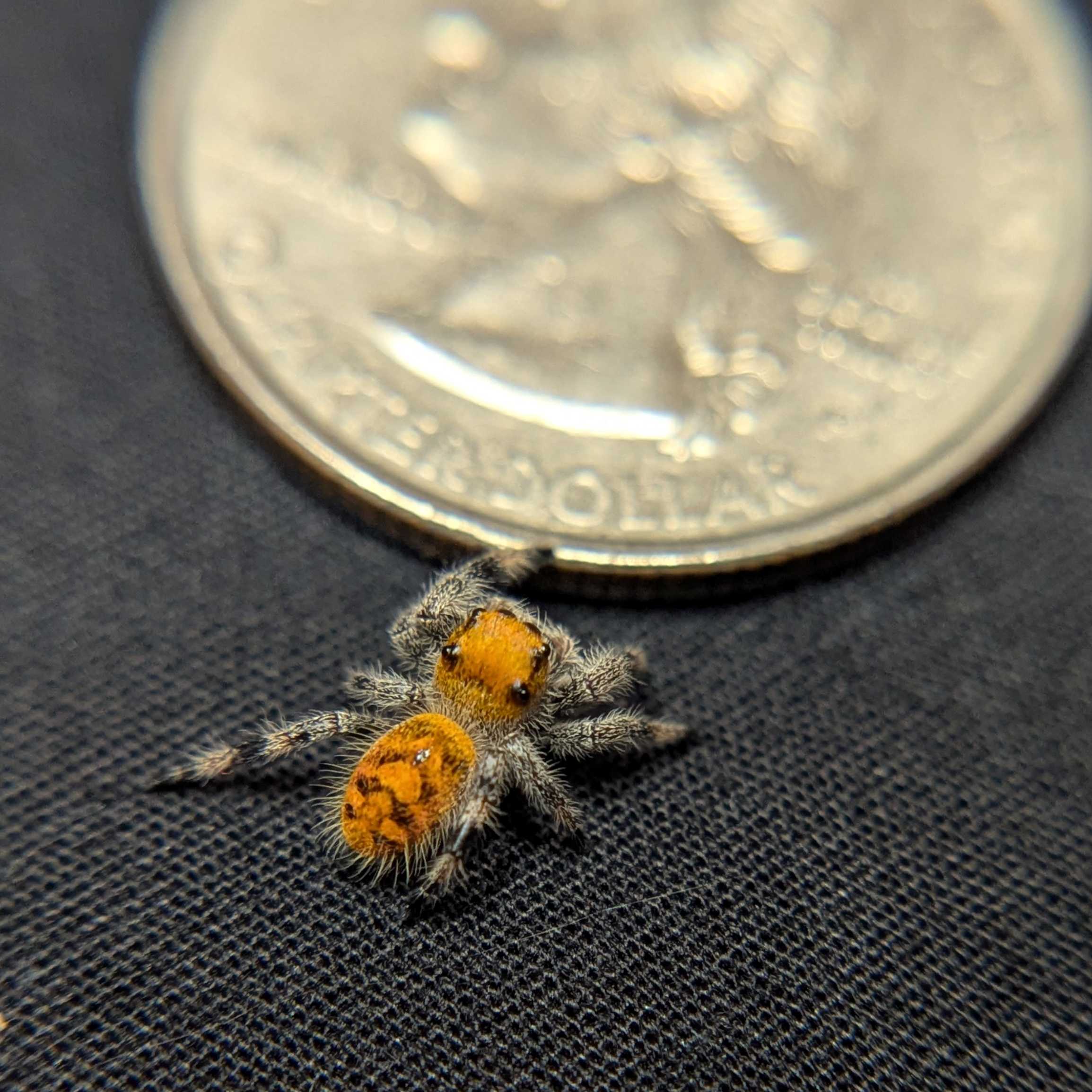 Regal Jumping Spider “Torch”