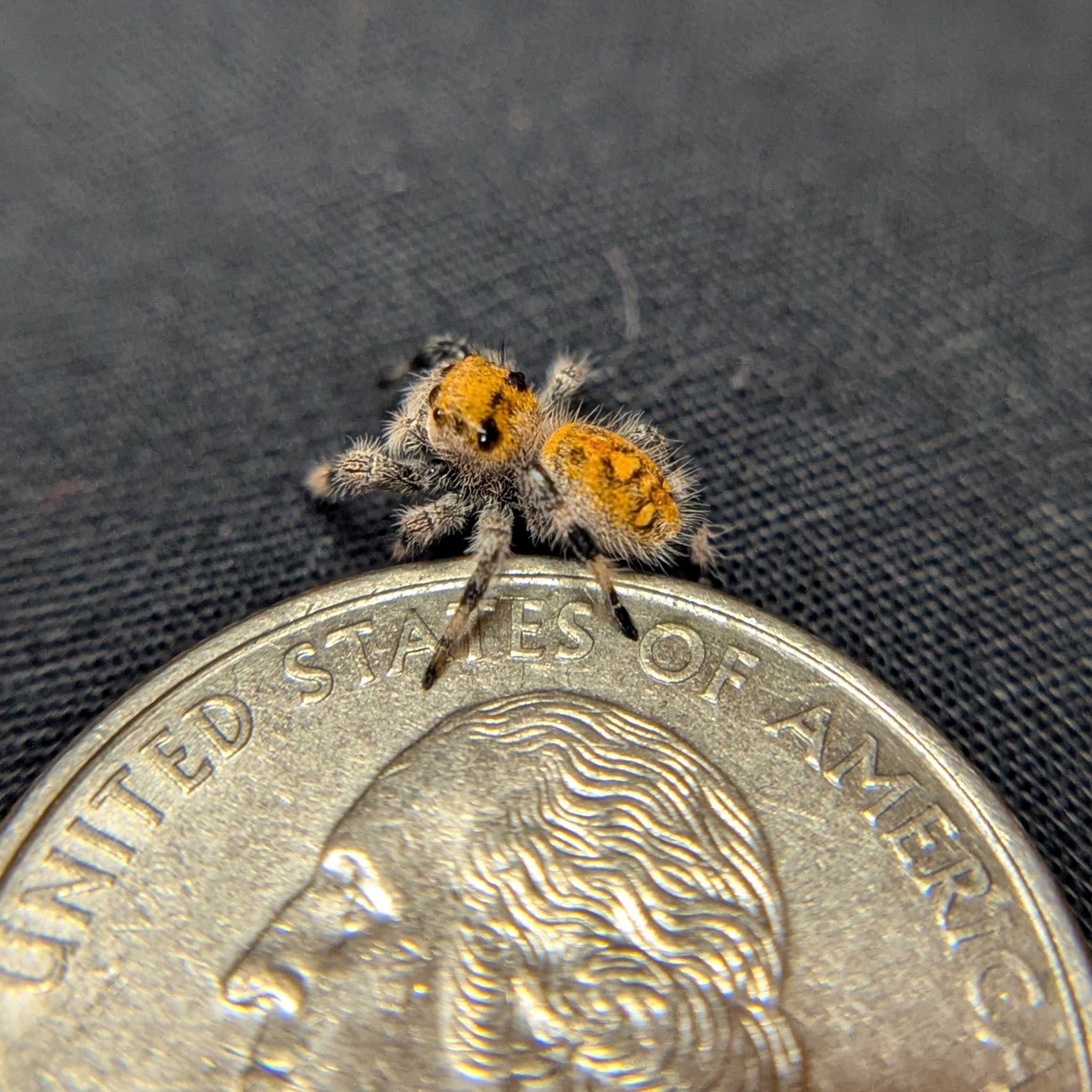 Regal Jumping Spider "Glowpetal"