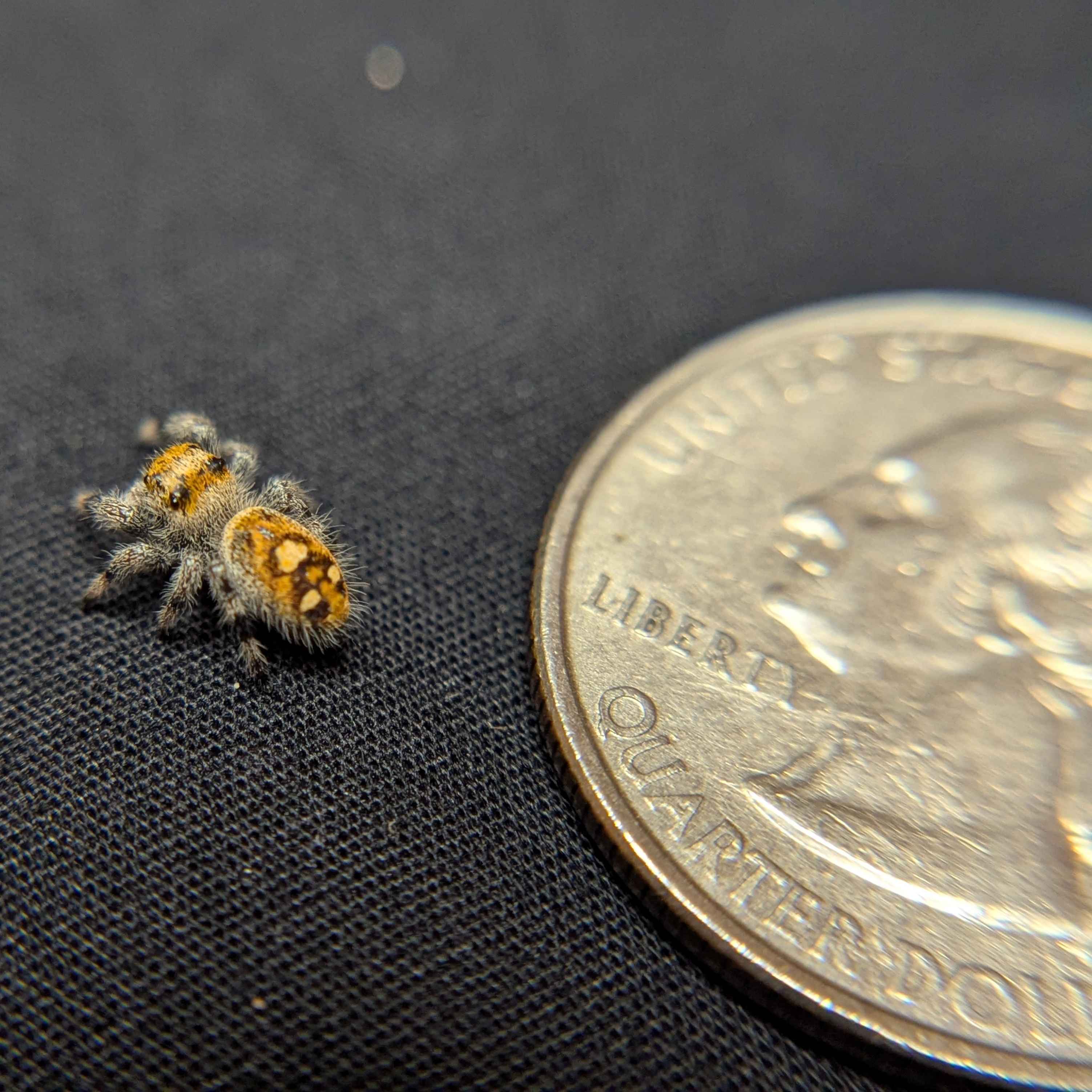 Regal Jumping Spider “Tropicana Poison”