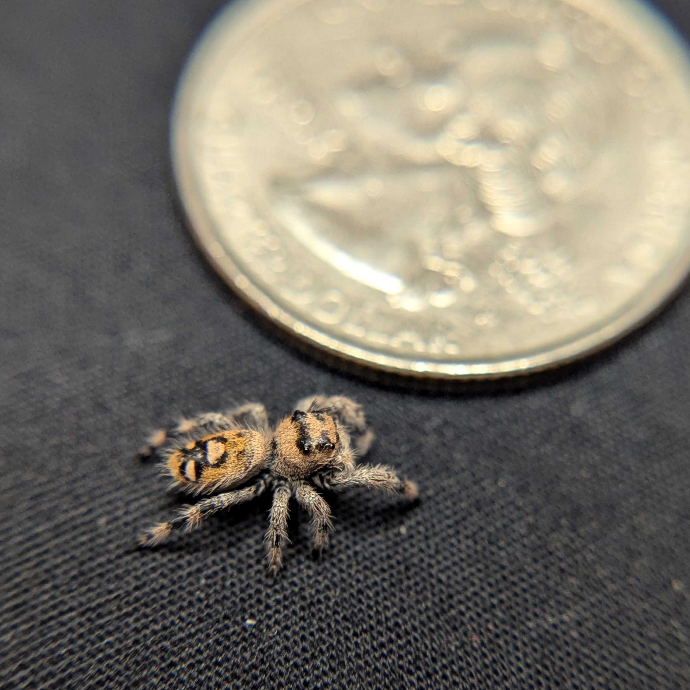 Regal Jumping Spider "Gentle"