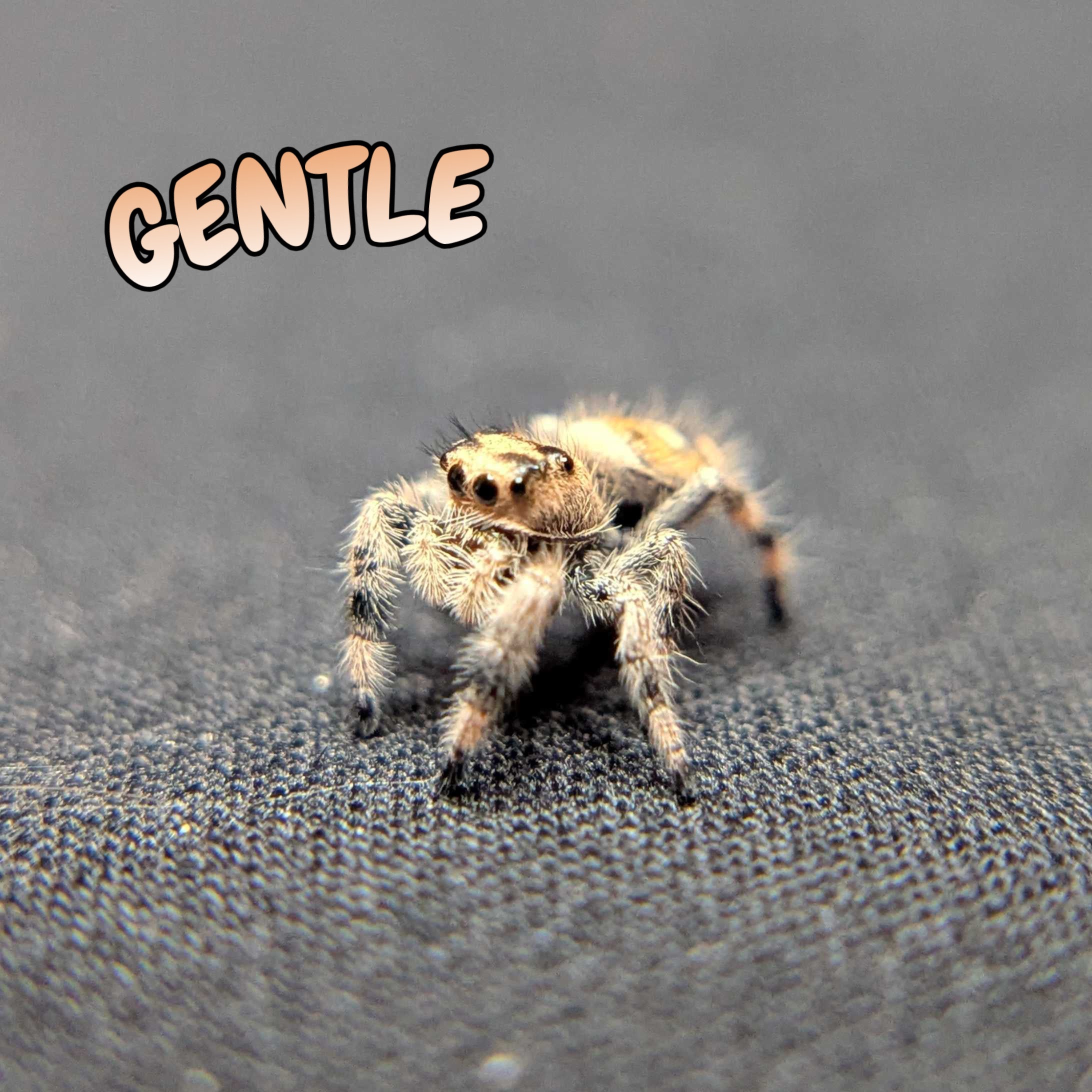 Regal Jumping Spider "Gentle"