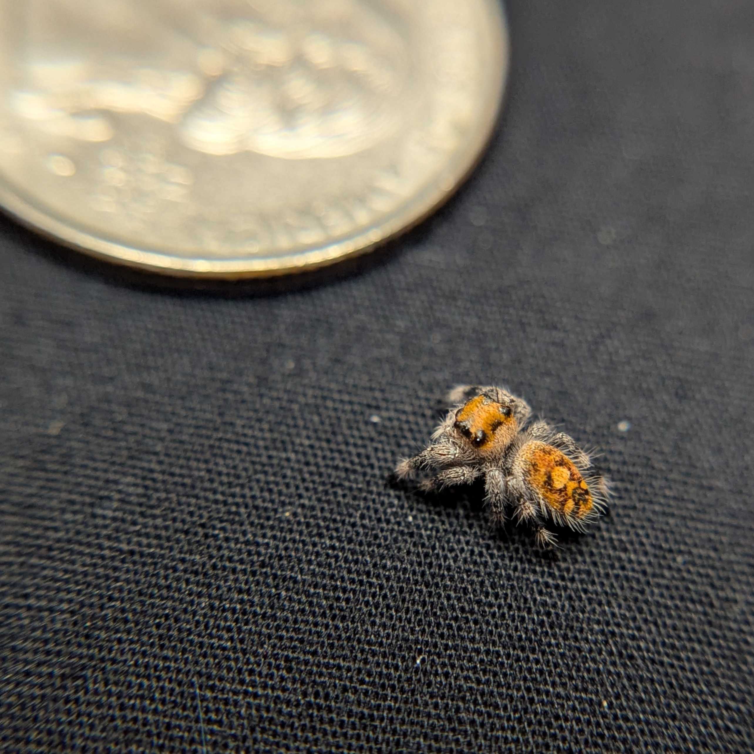 Regal Jumping Spider "Dandelion"