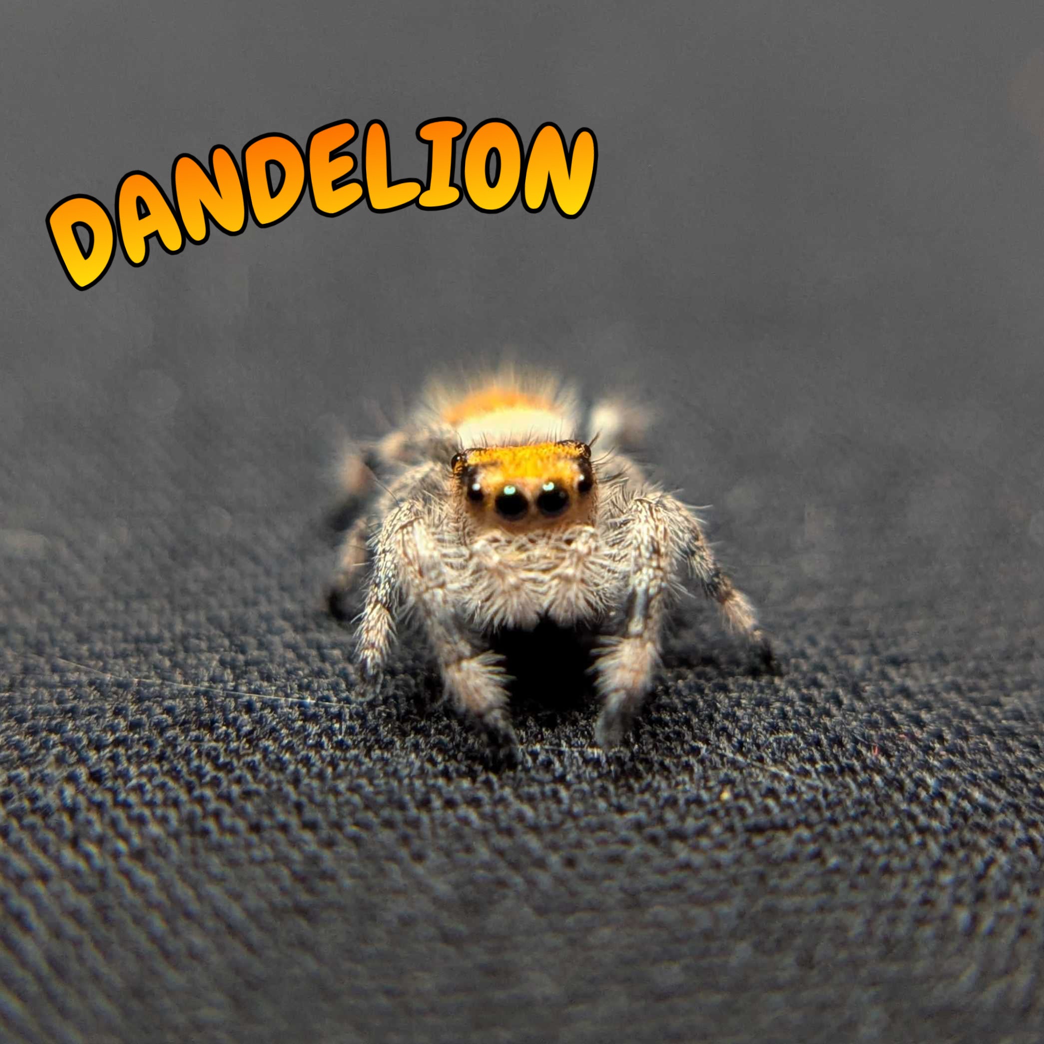 Regal Jumping Spider "Dandelion"