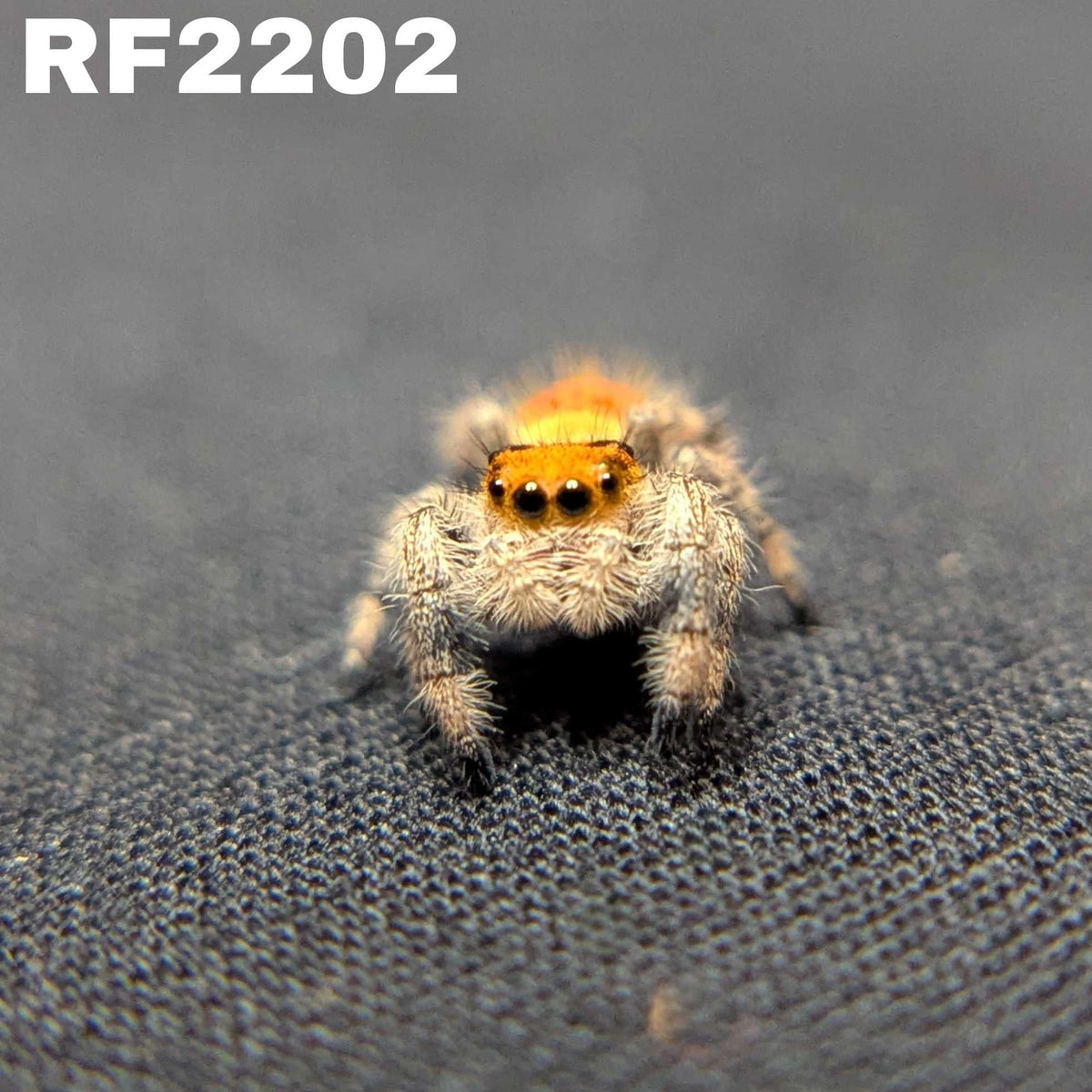 Regal Jumping Spider "Neon"
