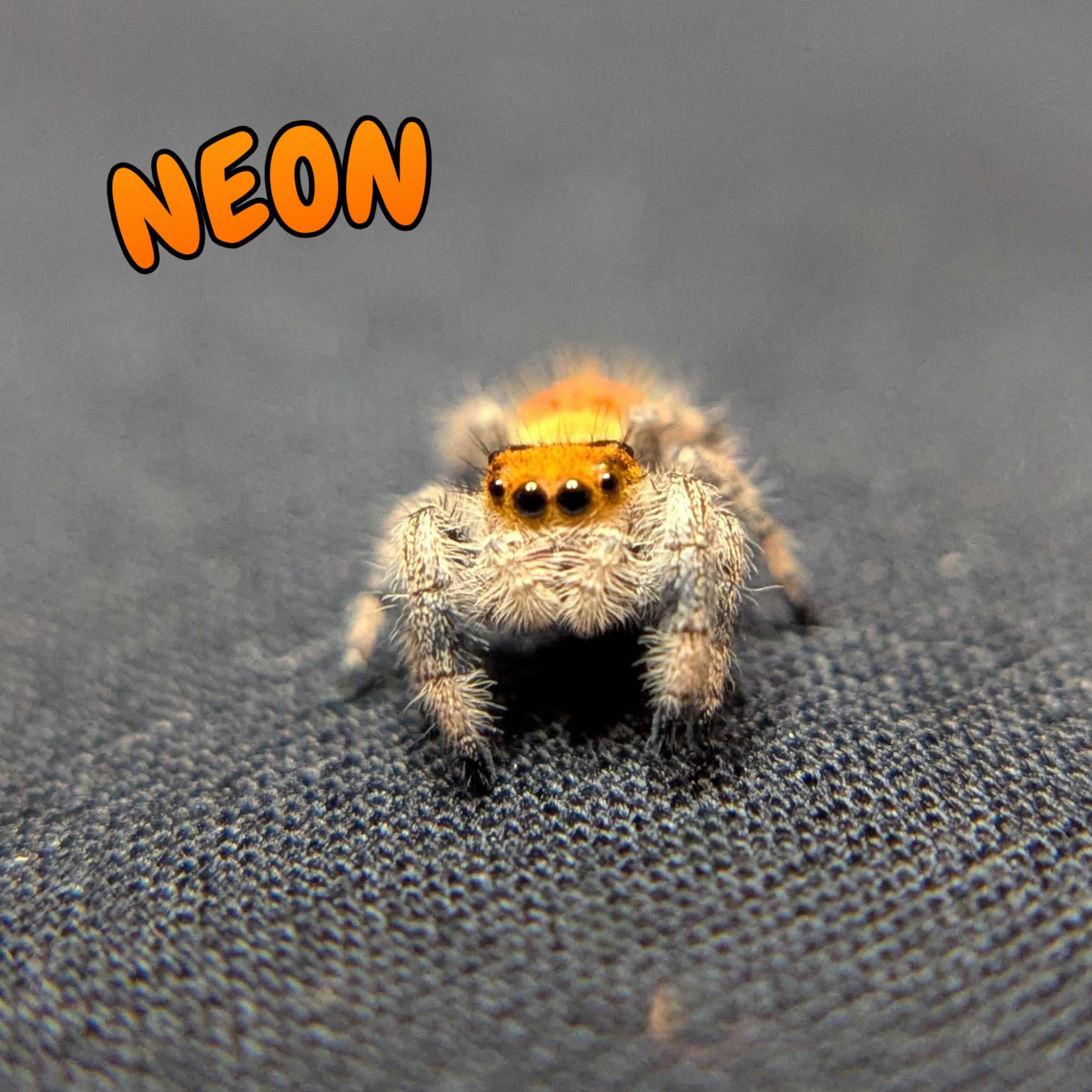 Regal Jumping Spider "Neon"