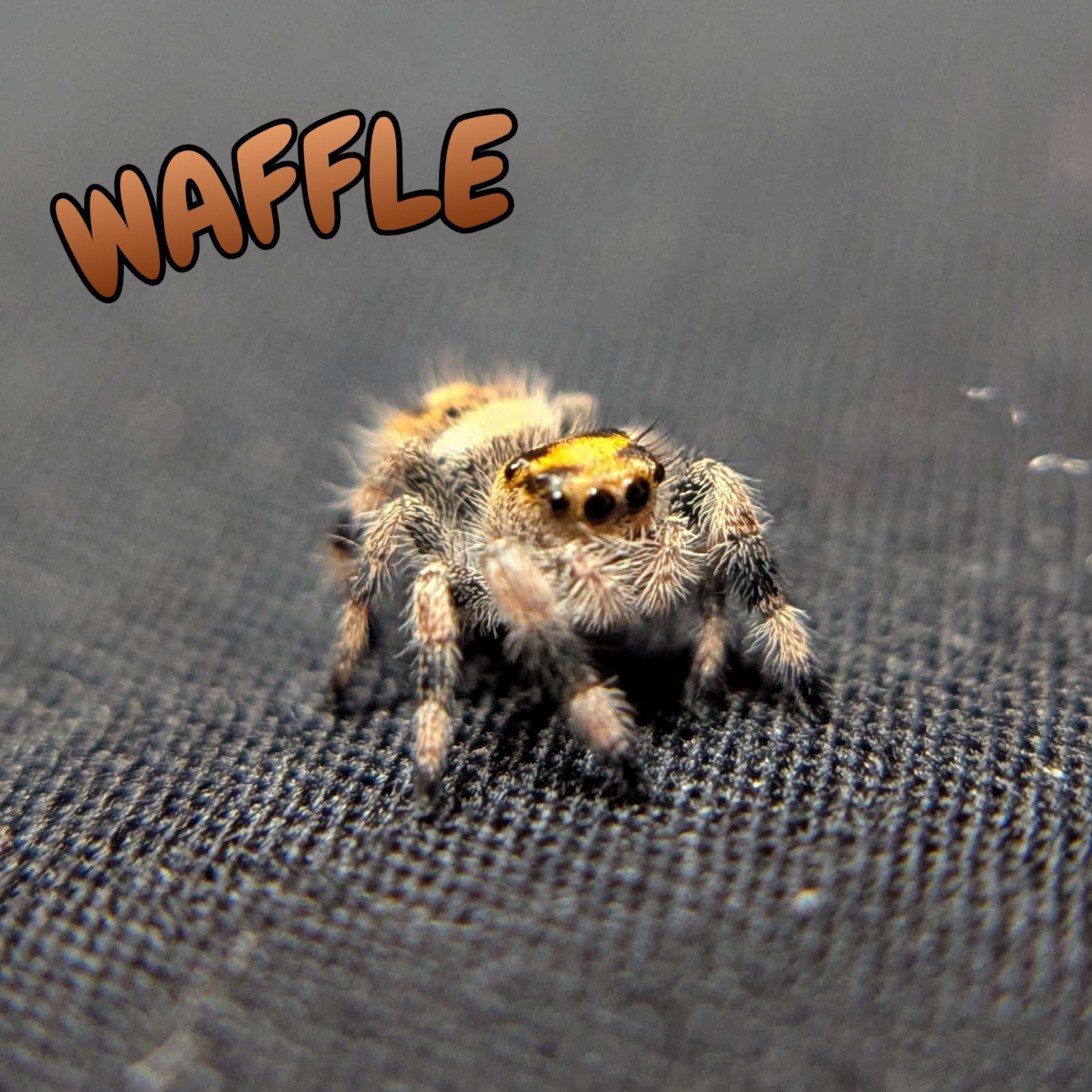 Regal Jumping Spider "Waffle"